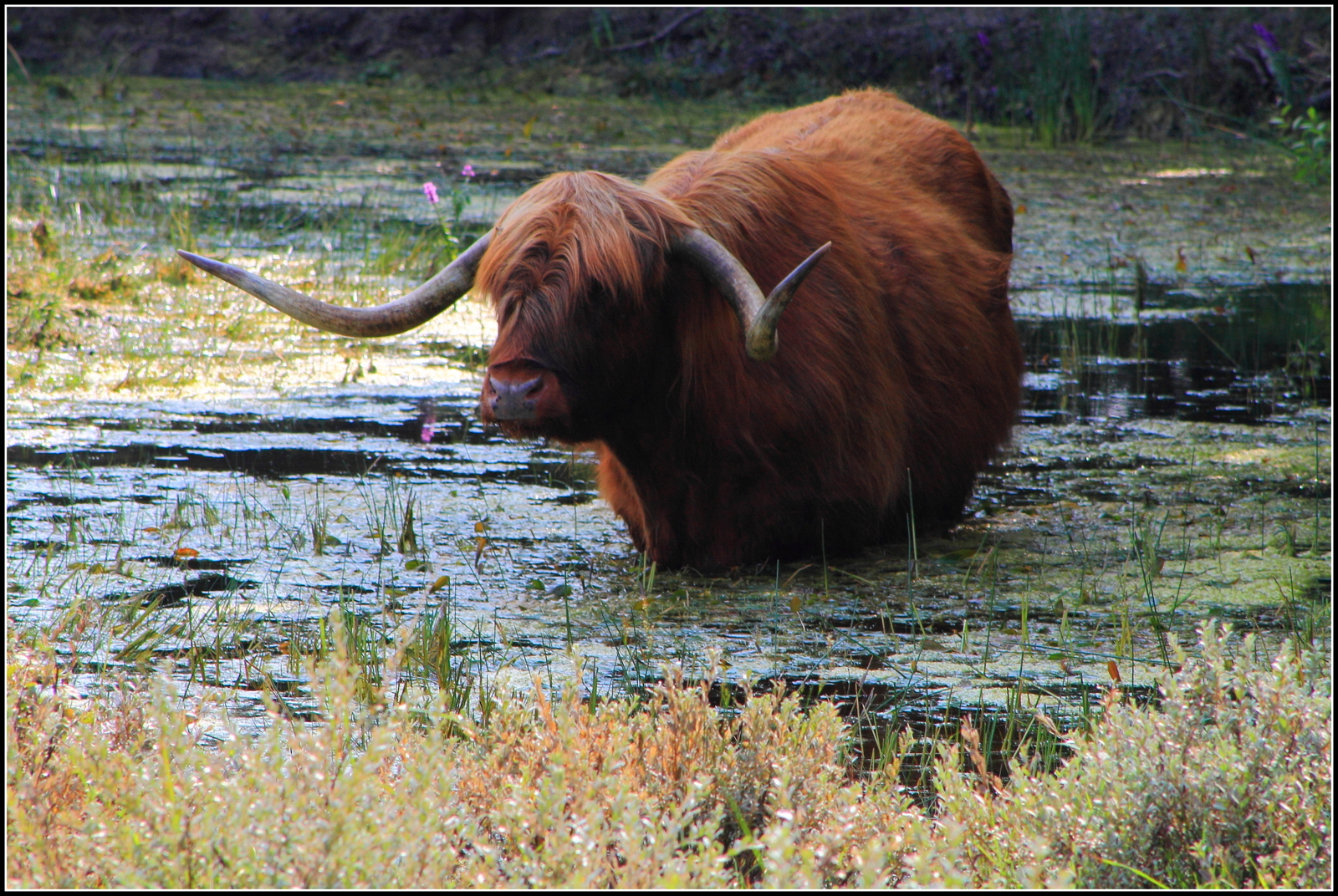 Bergense duinen schotse hooglander.