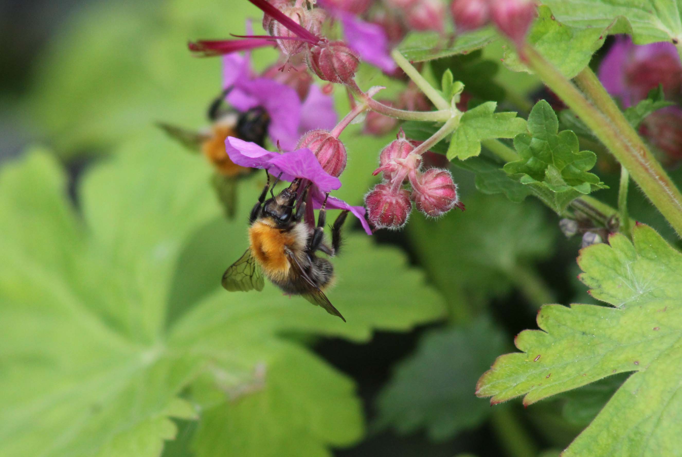 Hommel bij koekkoeksbloem