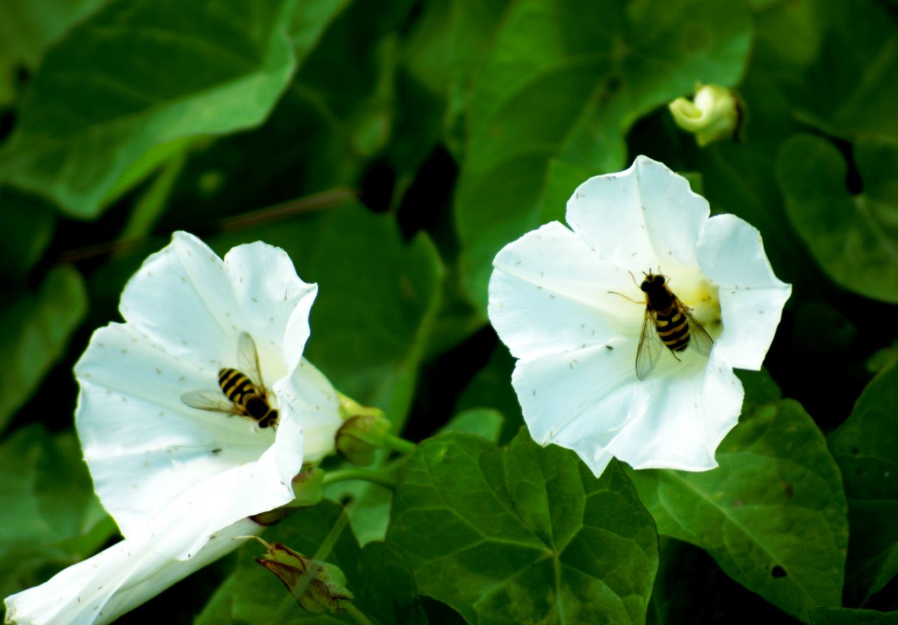 bloemen met zweefvliegen