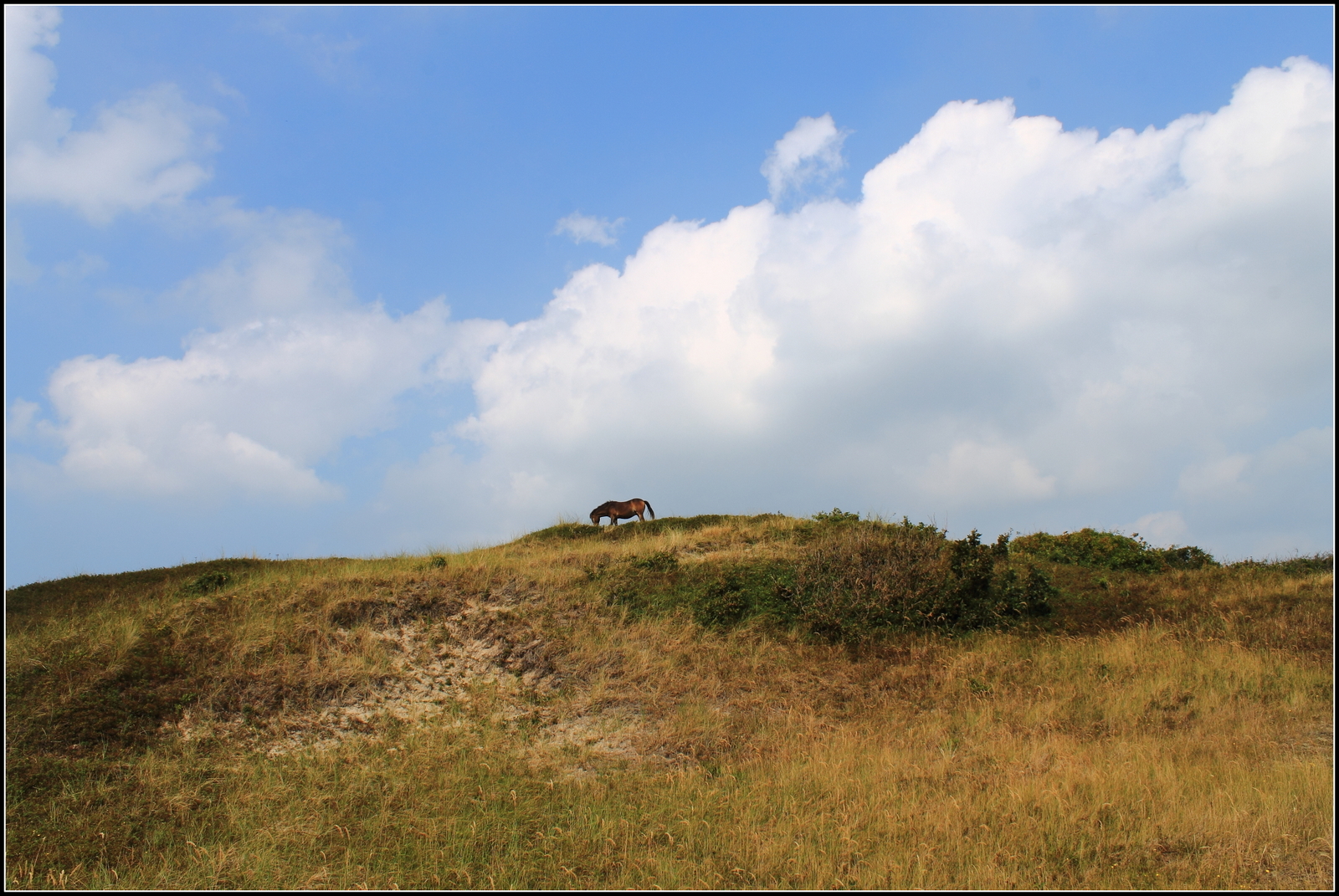 Wilde paarden Bergens duingebied.