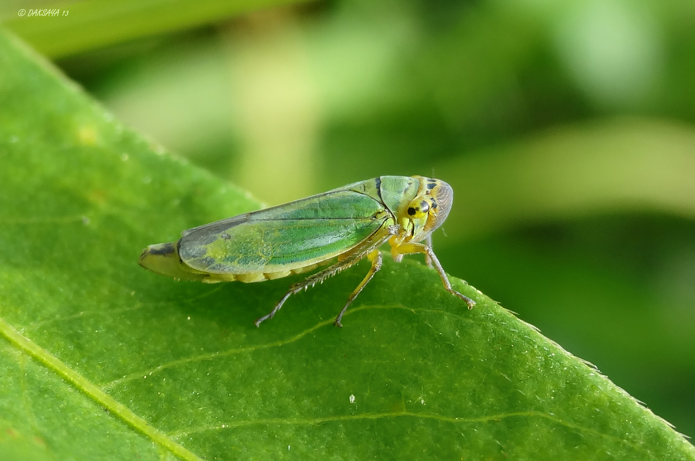Cicade
