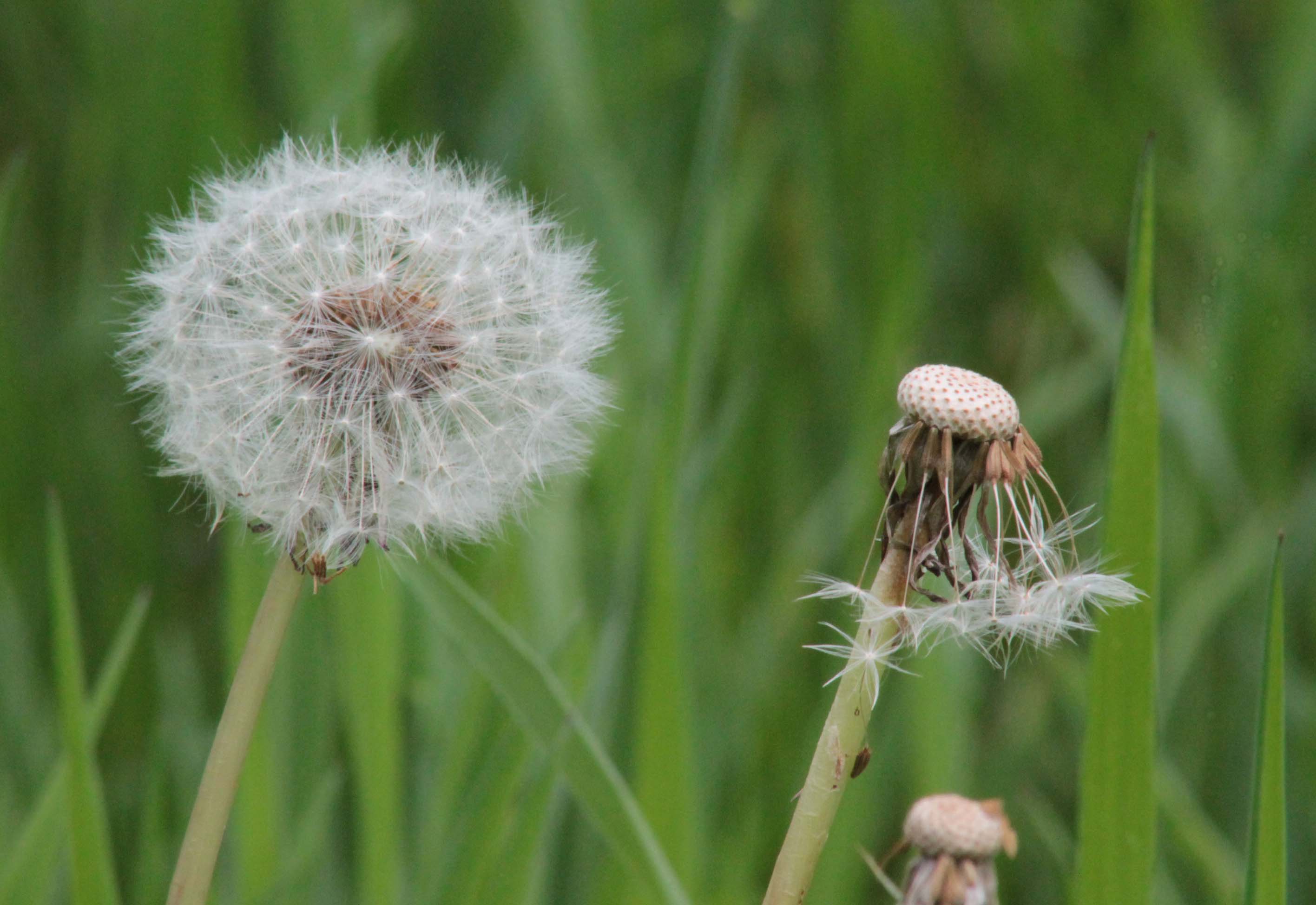 Paardenbloem zaden