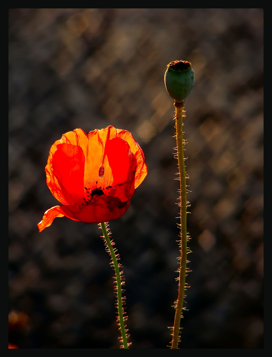 Klaproosje in tegenlicht
