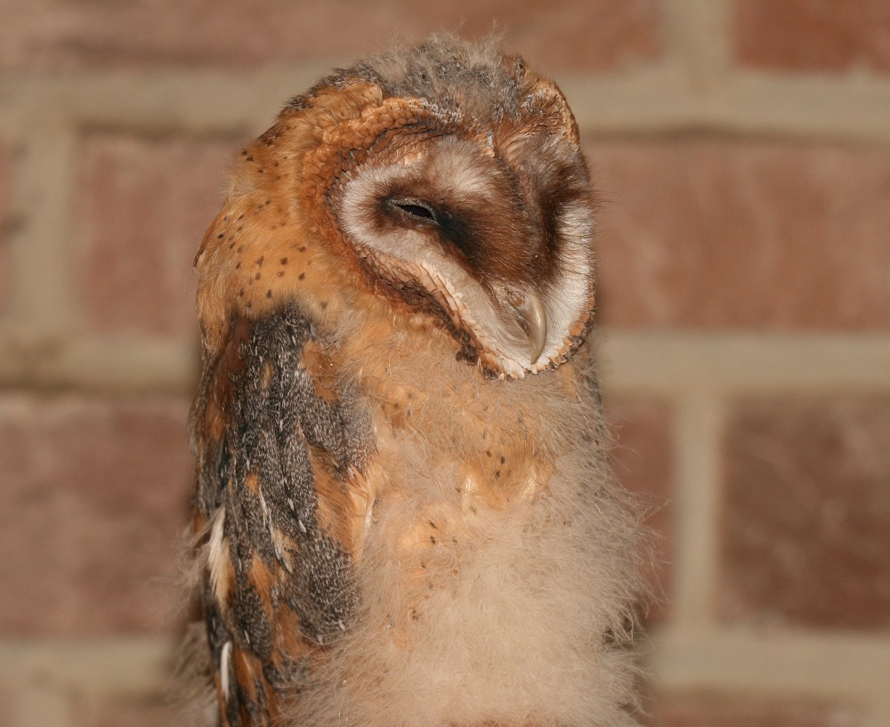 Jonge kerkuil.