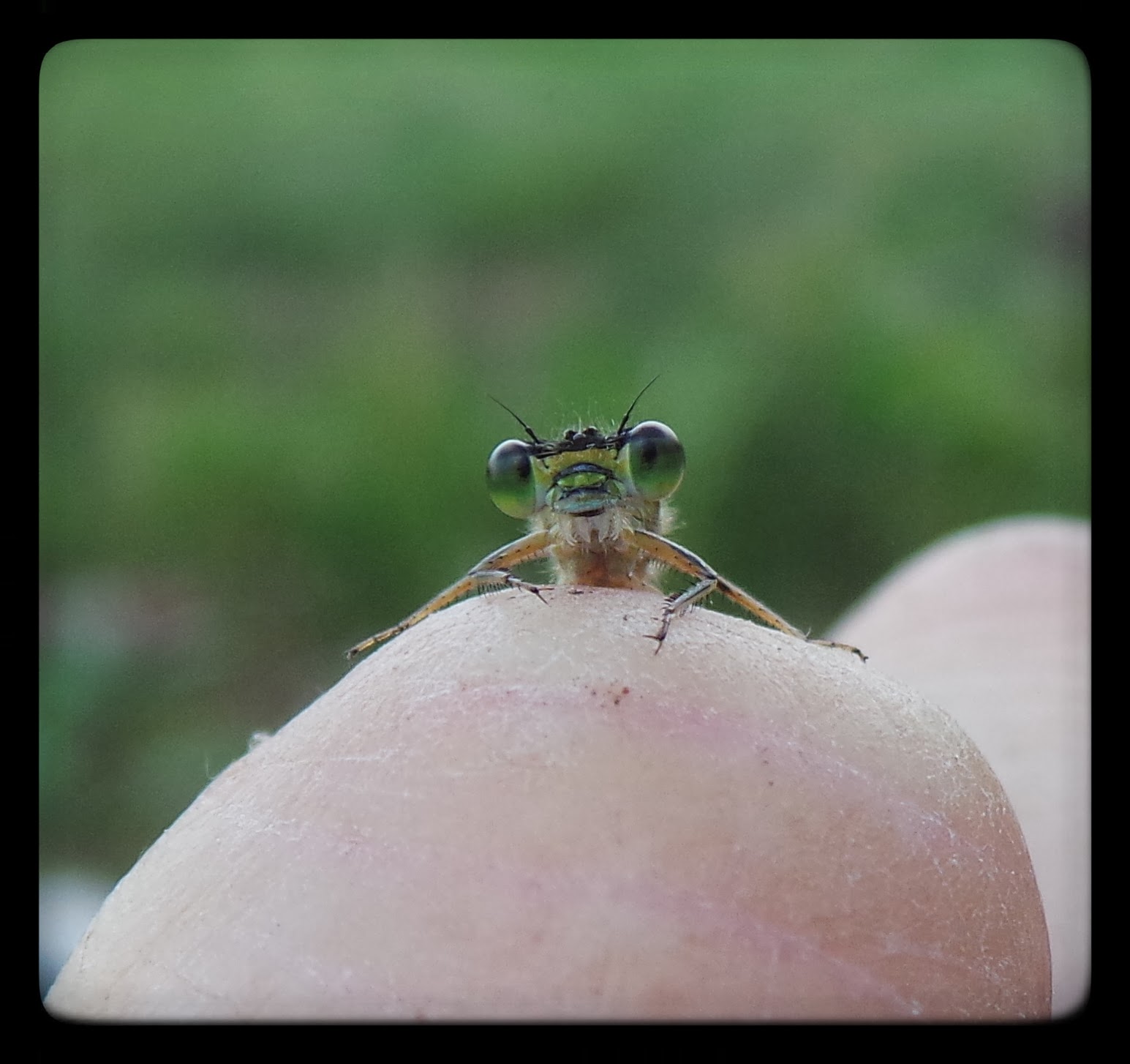 grappig van dichtbij