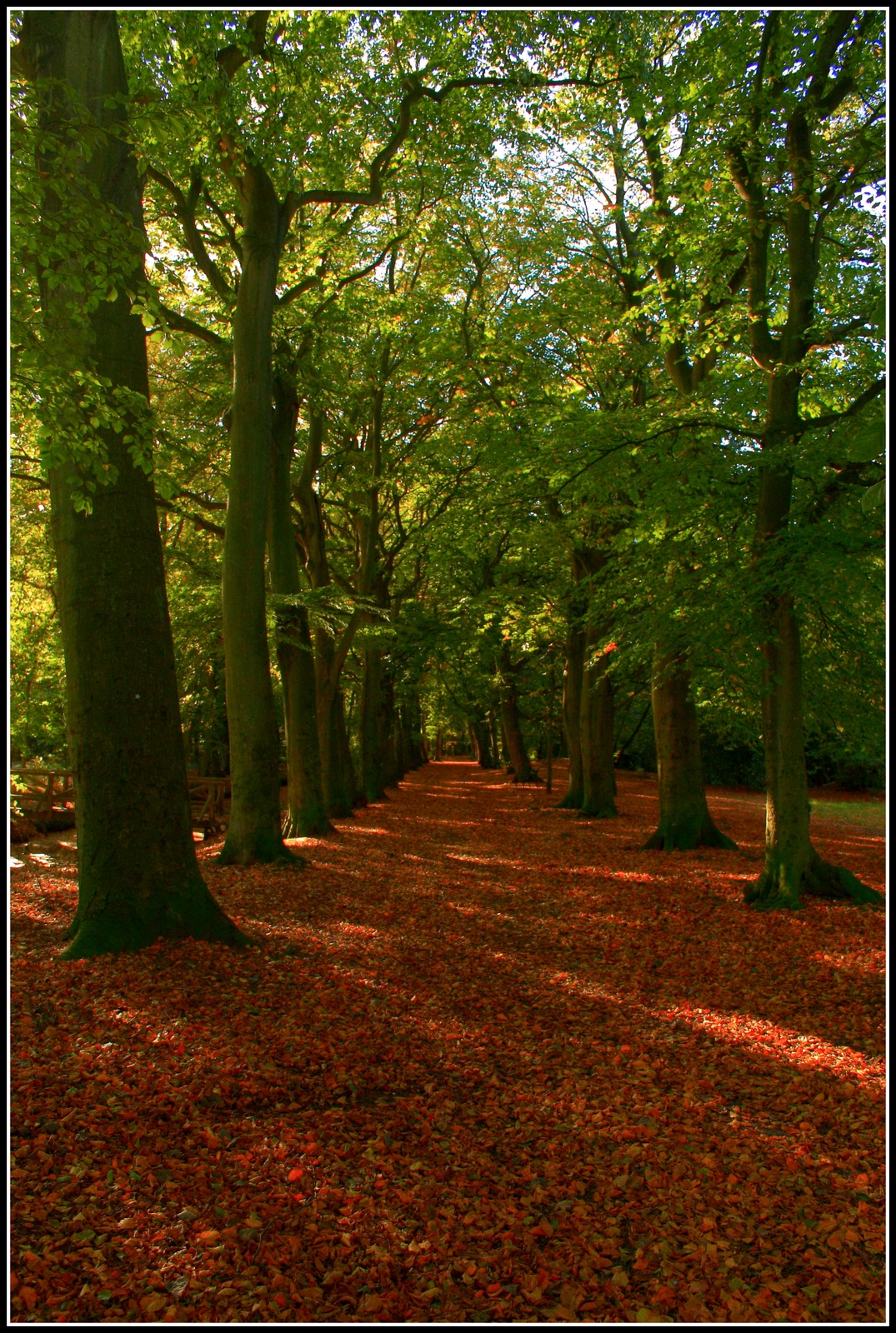 Het bos begint langzaam kleur te krijgen.