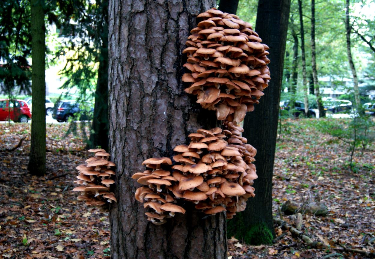 boom met honingzwammen