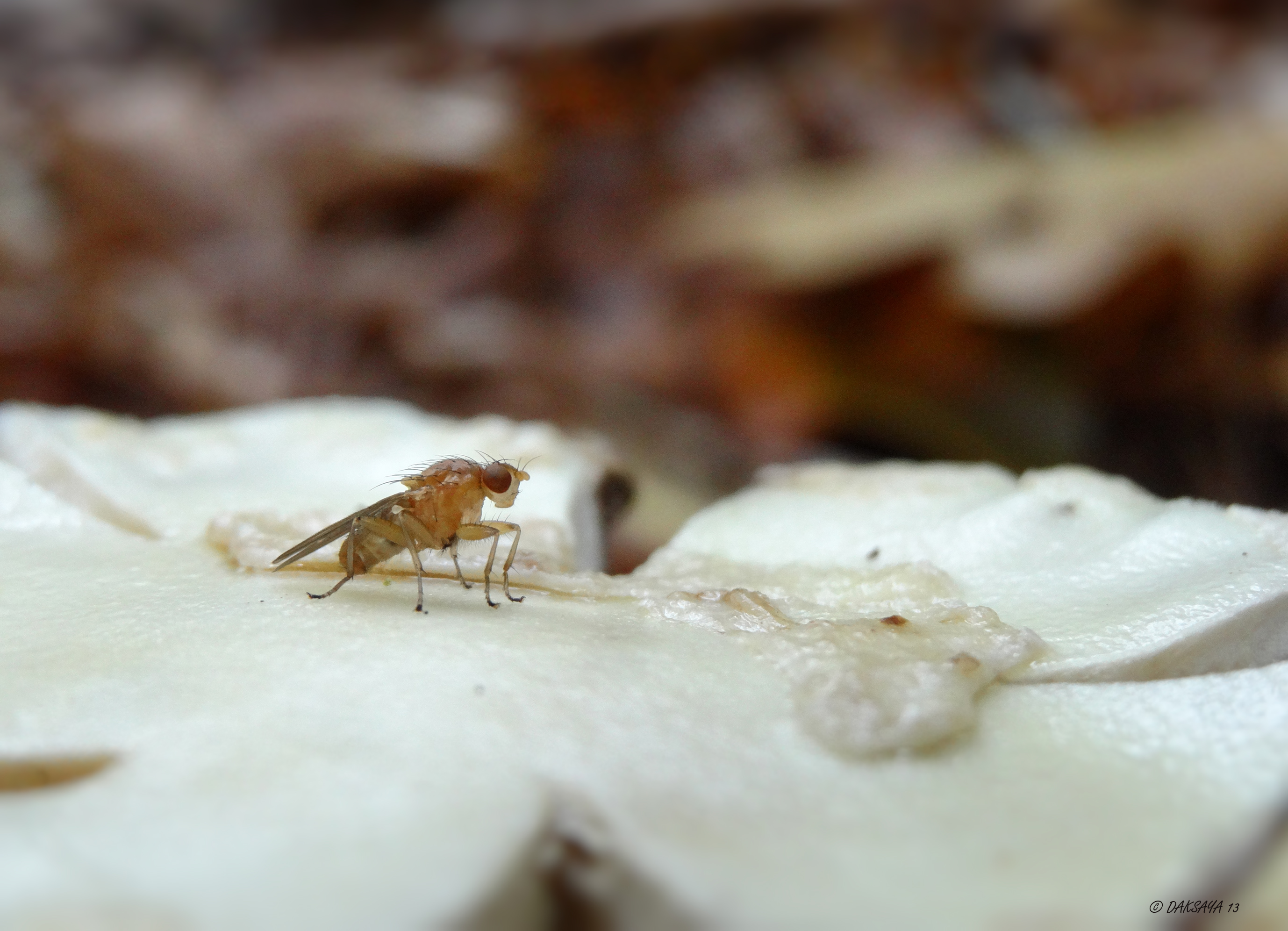 Truffelvlieg op paddestoel