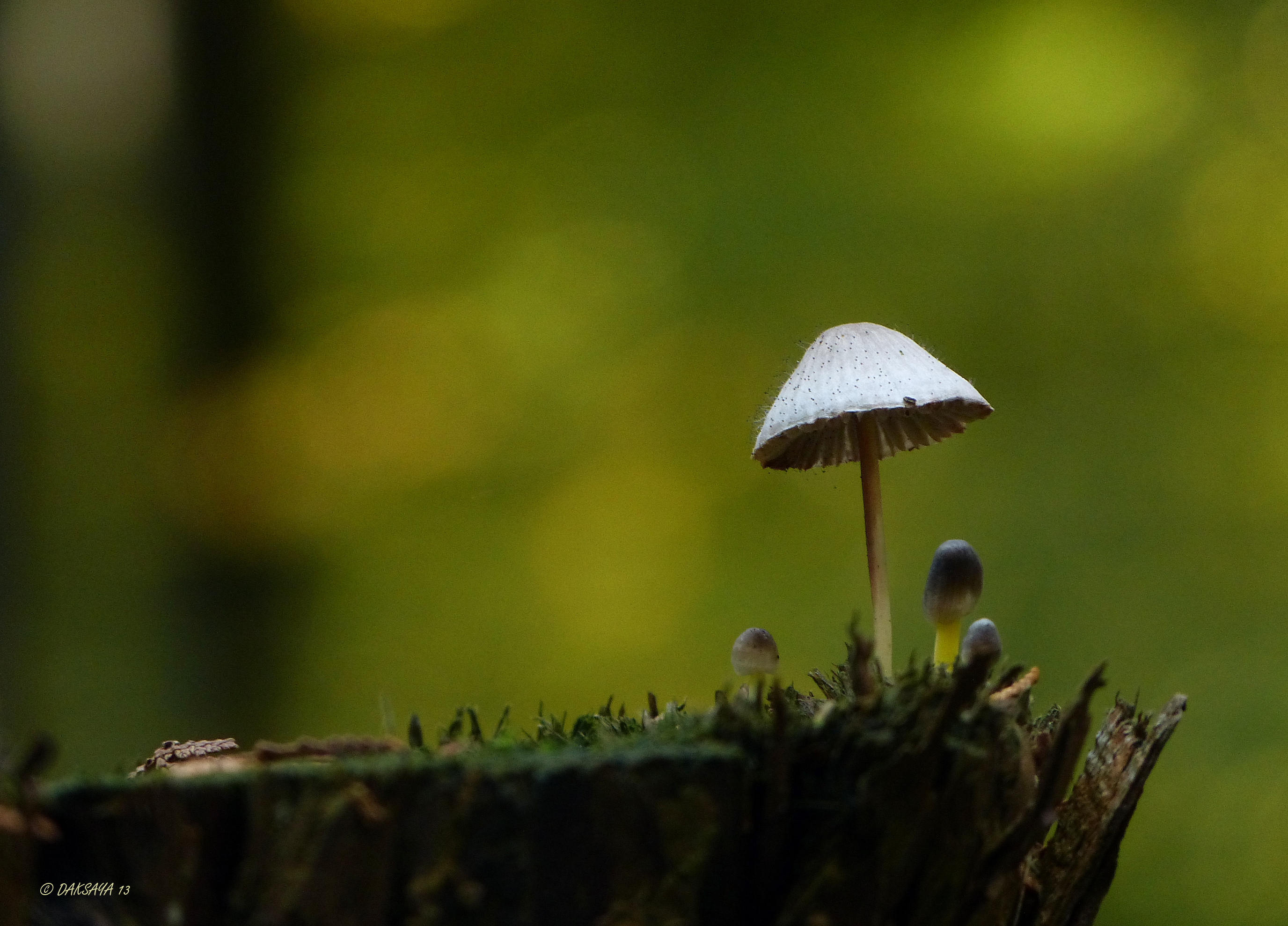 Mycena op boomstam