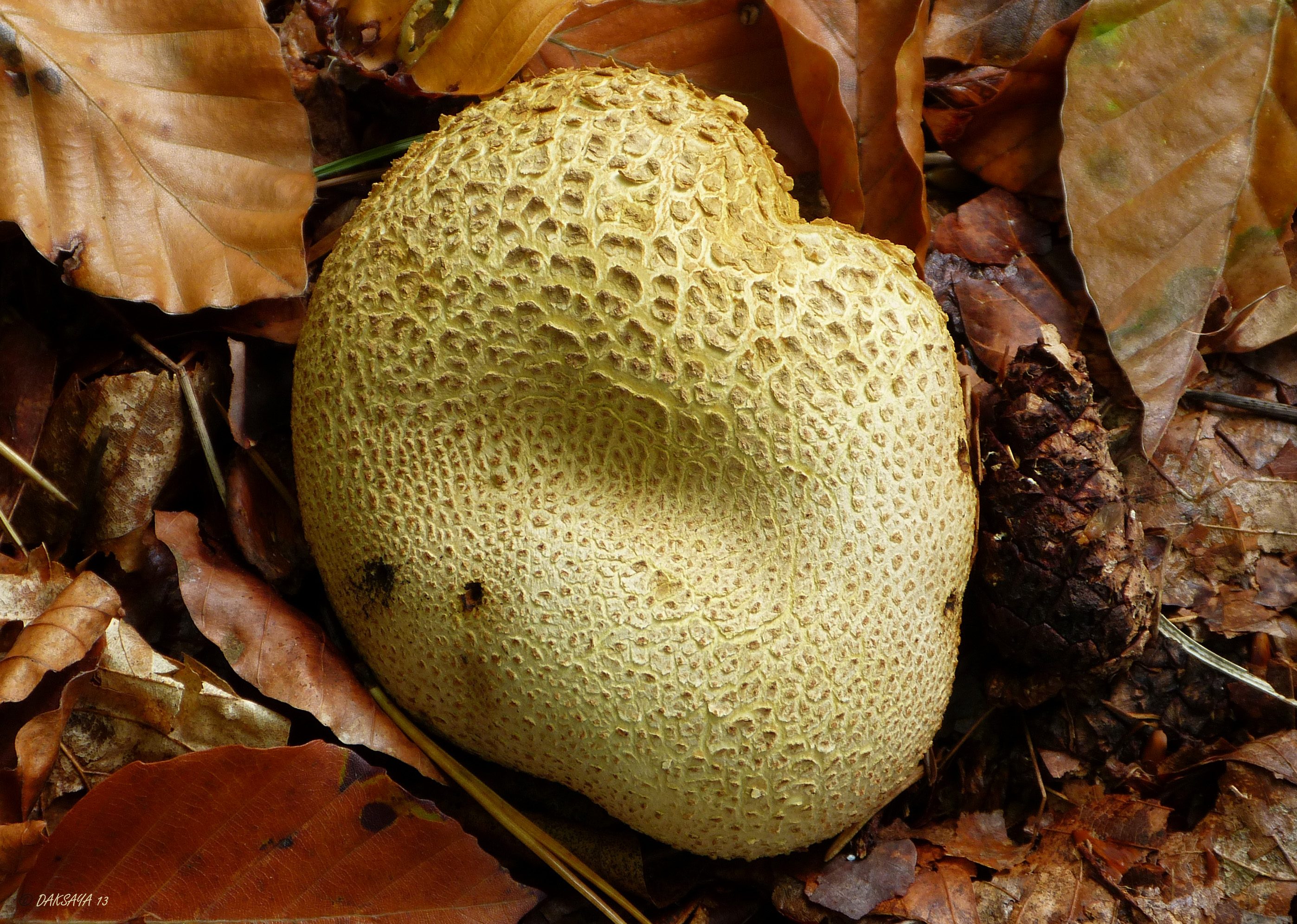 Aardappelboleet