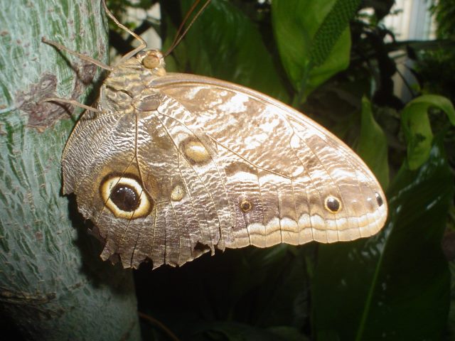 vlinder