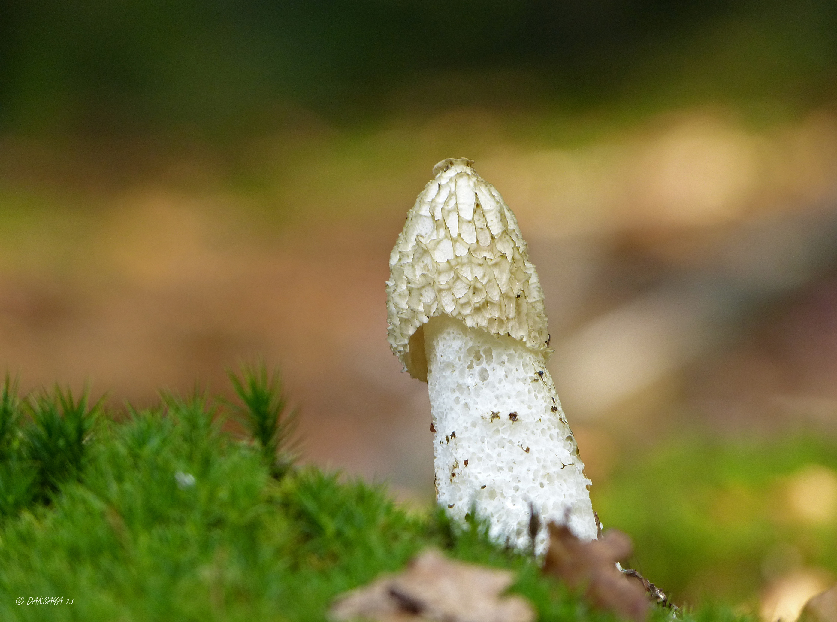 Grote stinkzwam