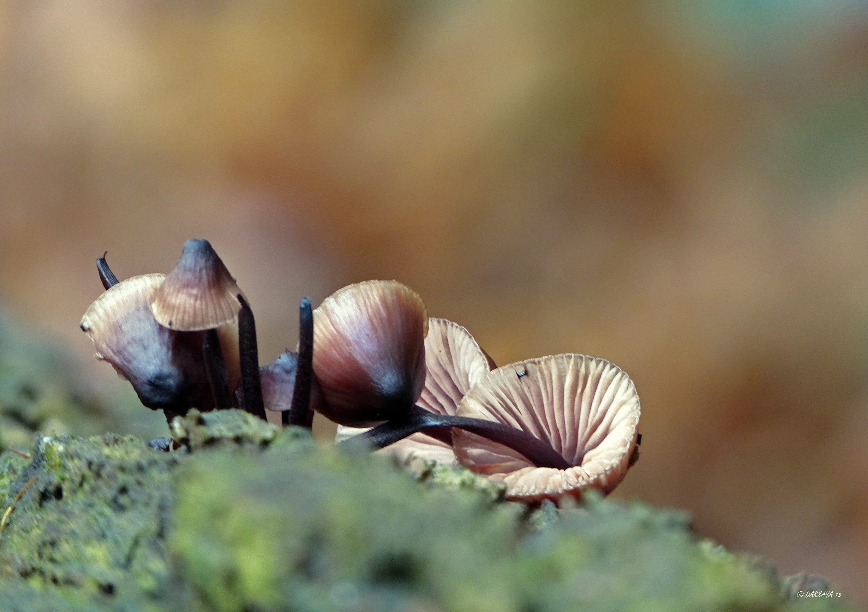 Mycena
