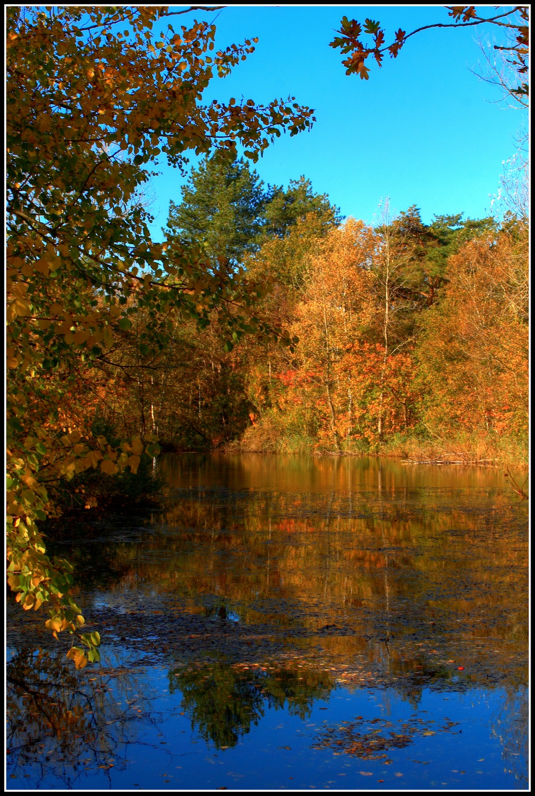 Het bos begint langzaam kleur te krijgen.