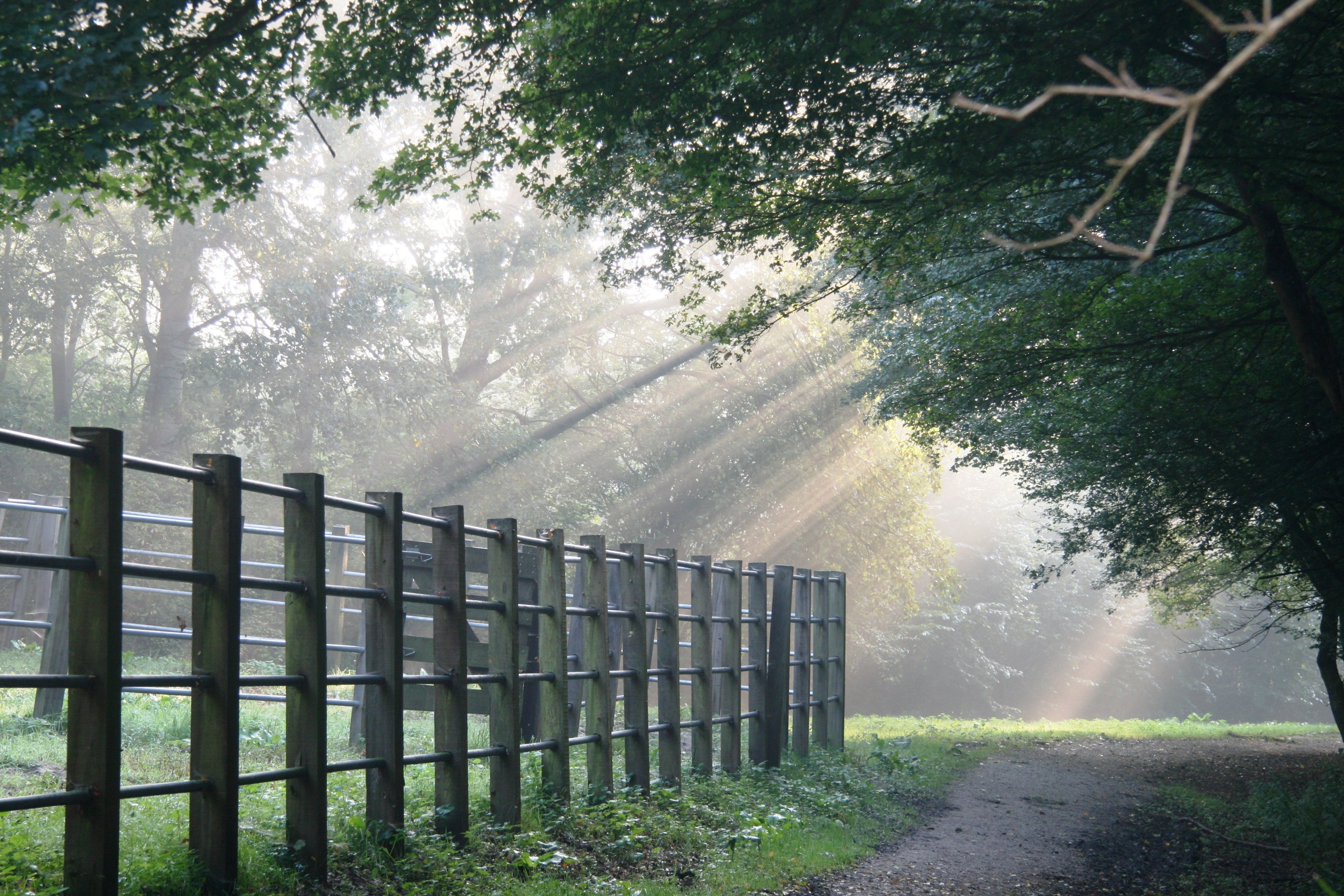 Ochtend mist