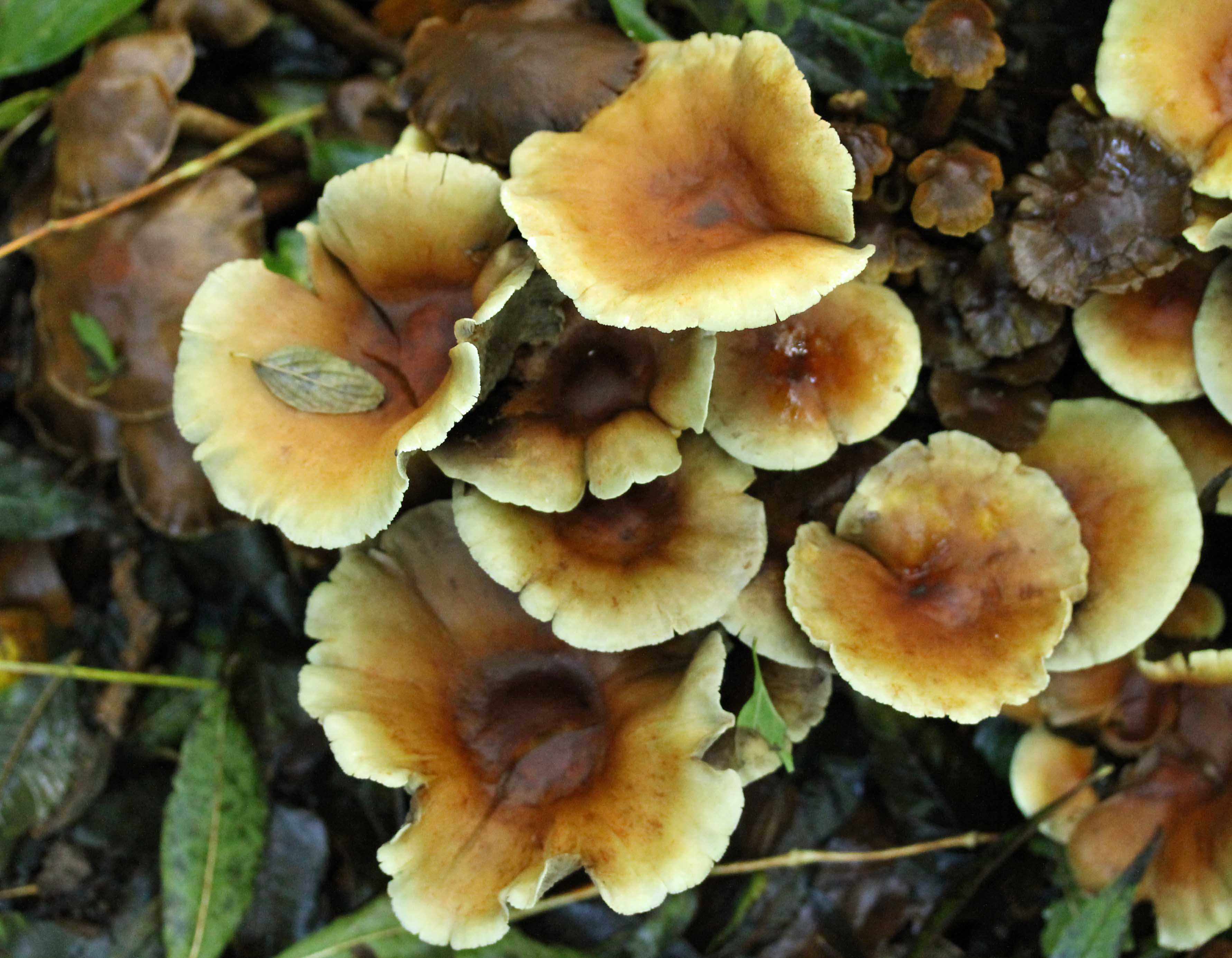 Herfstkleuren