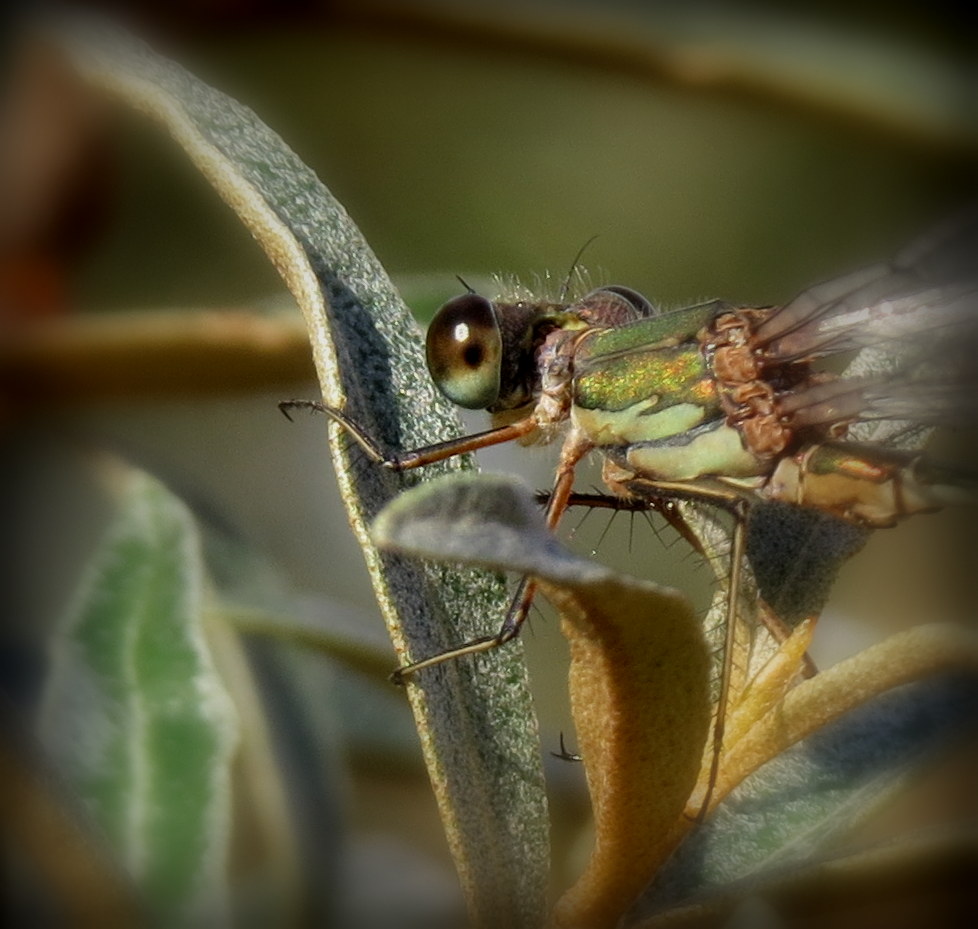 Oog in oog met een juffer