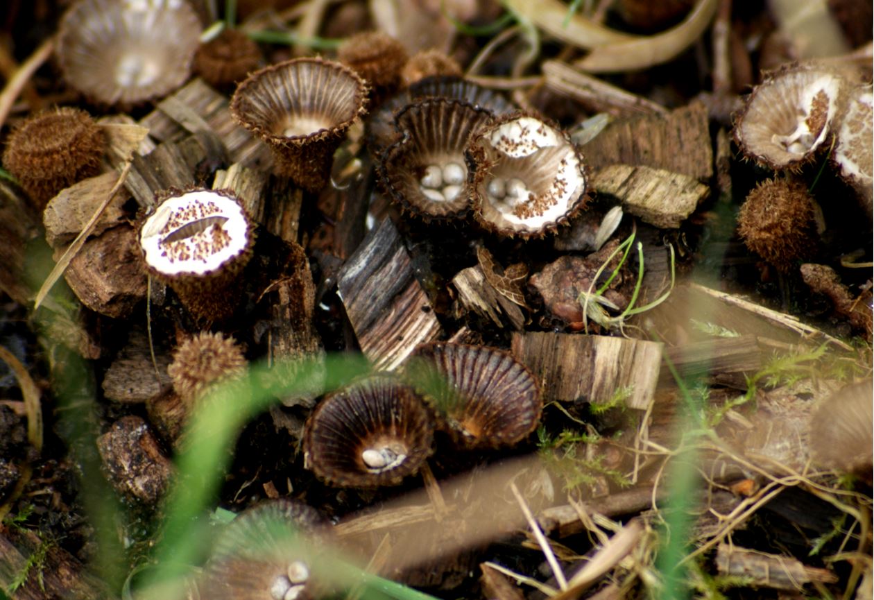 gestreepte nestzwammetjes
