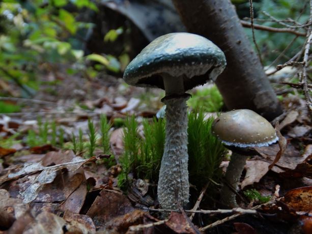 Valse kopergroenzwam 2