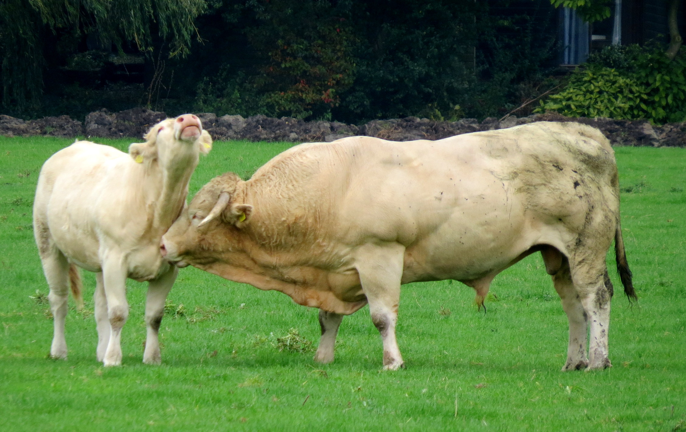 Lager..lager..ja daar!