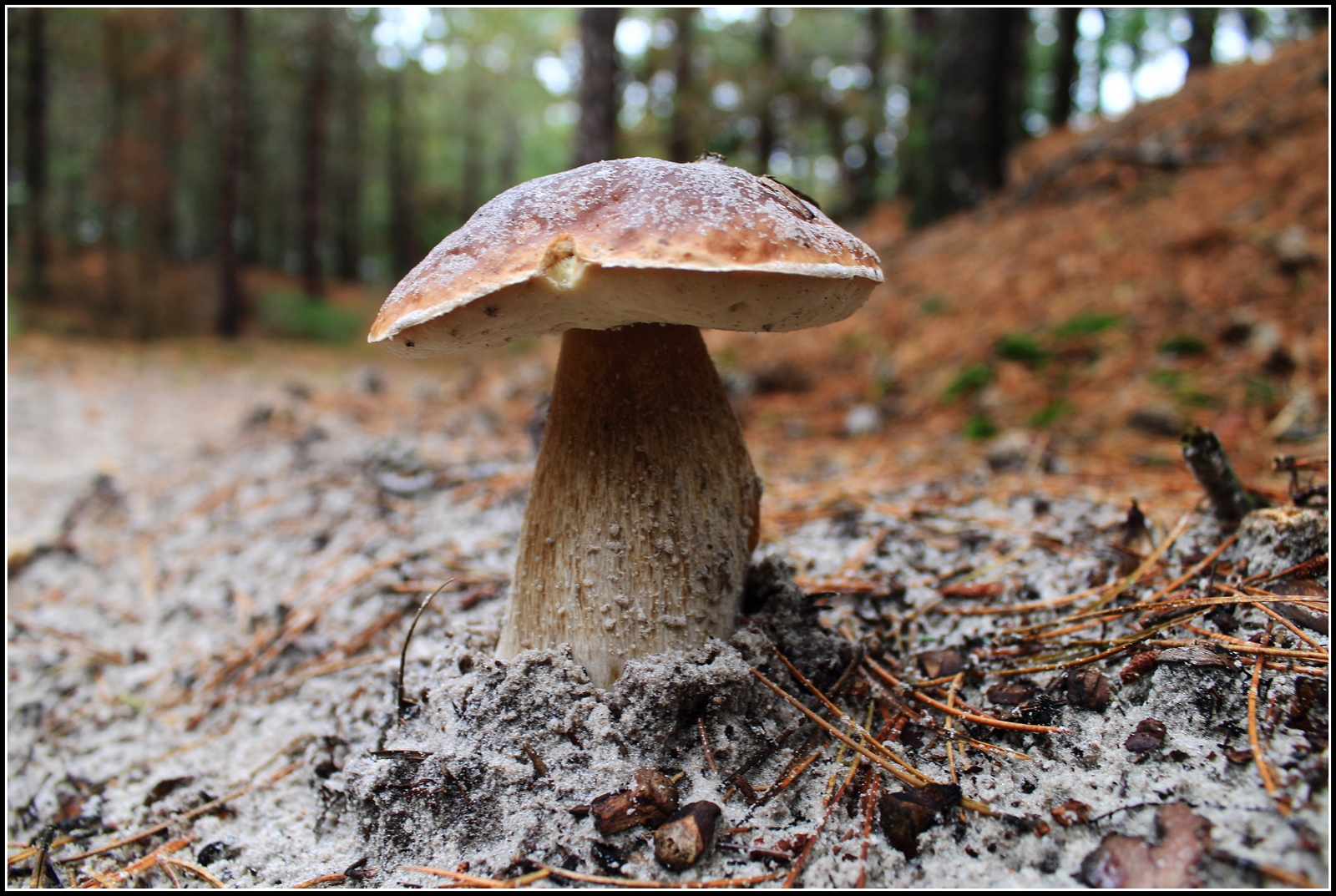 Herfst, ze schieten als paddenstoelen uit de grond.