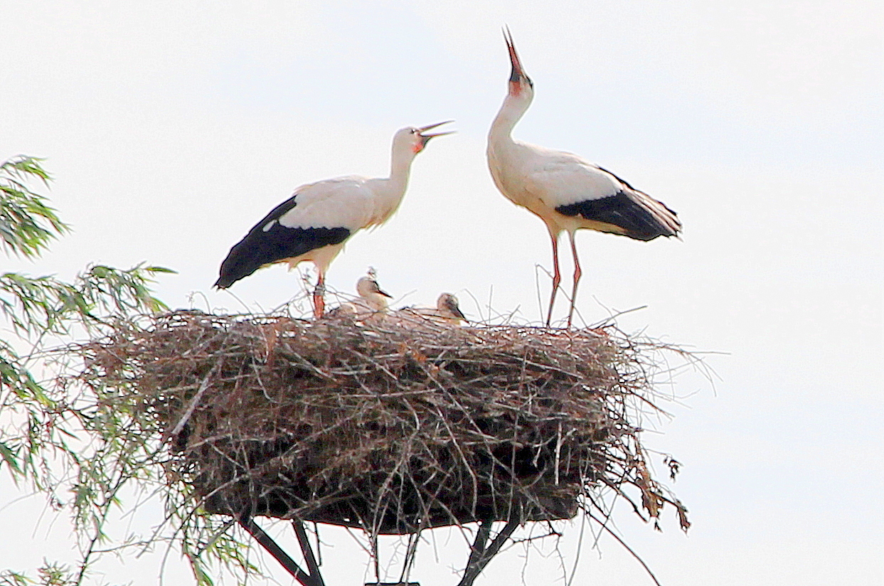 geklepper op  hoog niveau
