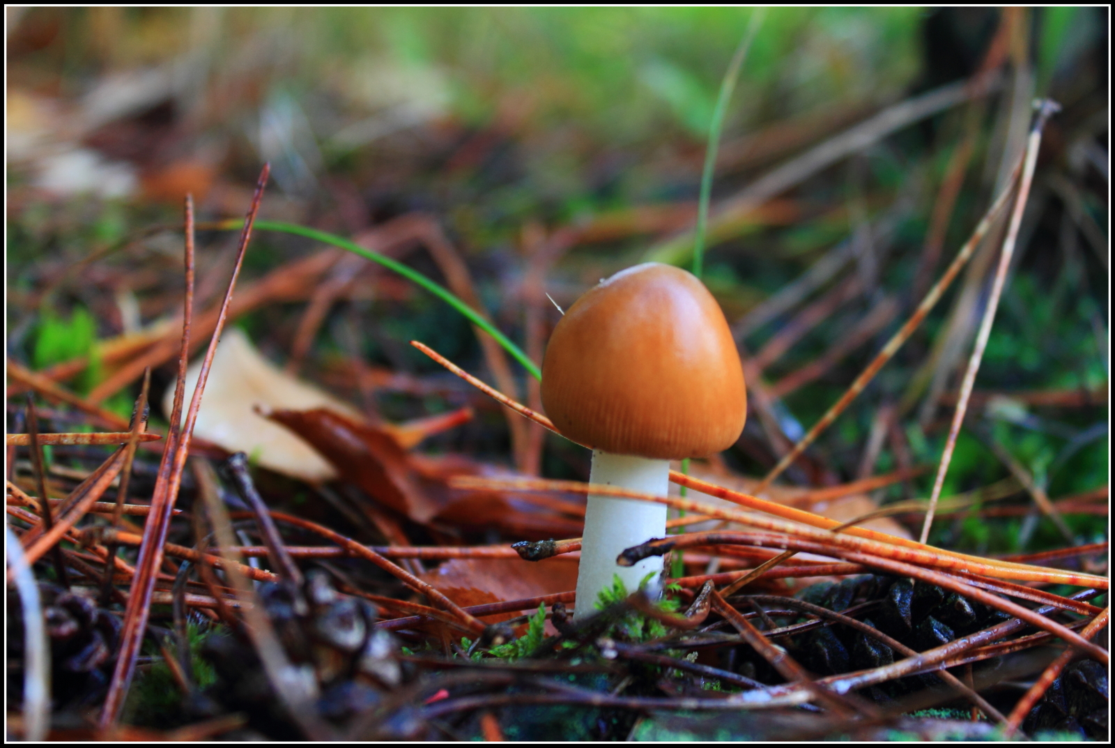 Herfst, ze schieten als paddenstoelen uit de grond.