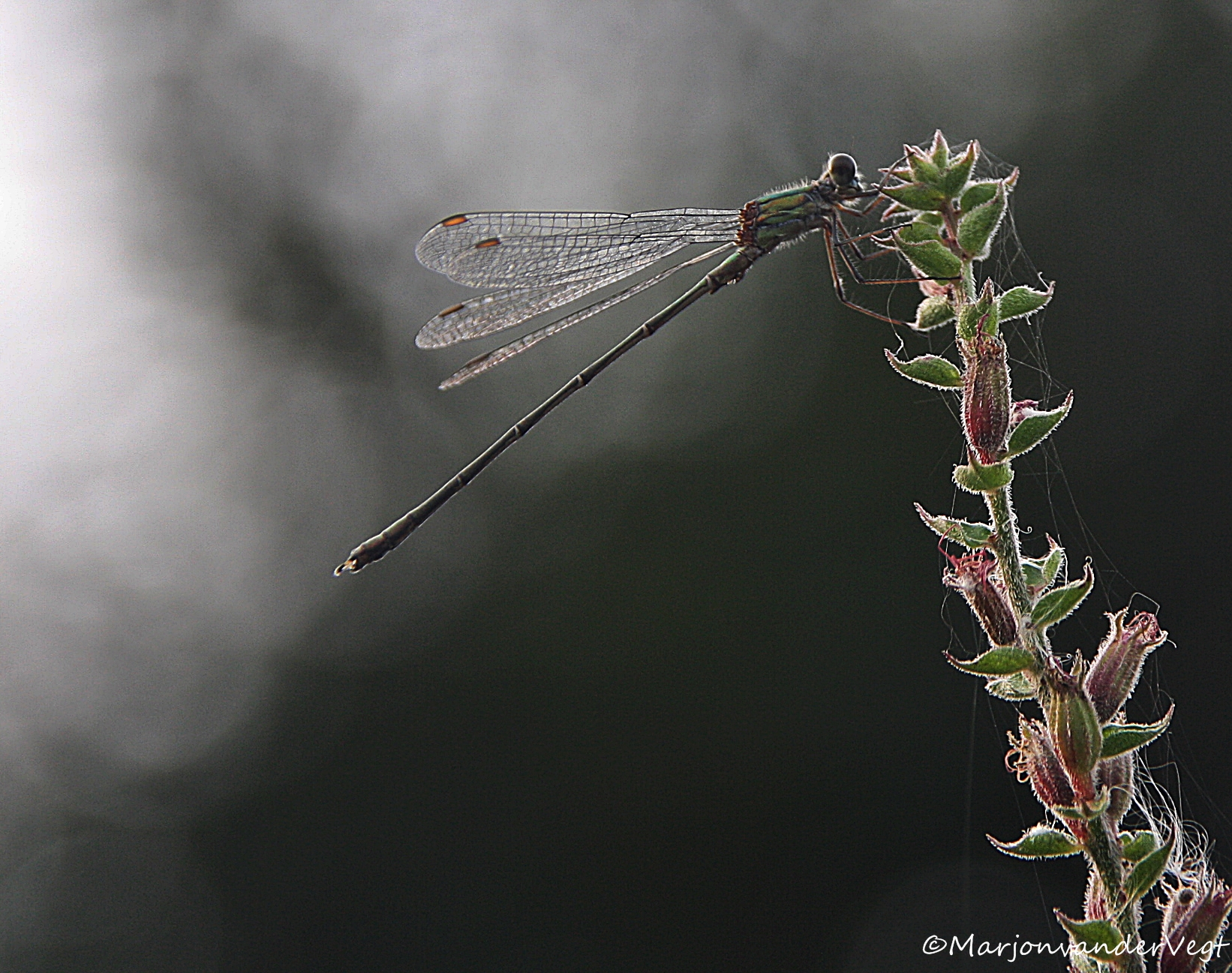 Laatste der Mohikanen !