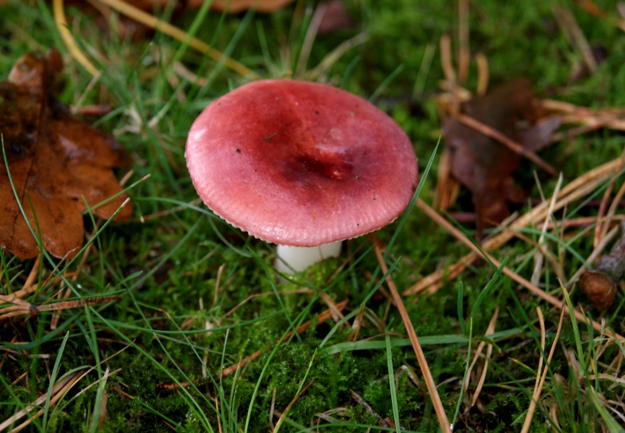 Russula