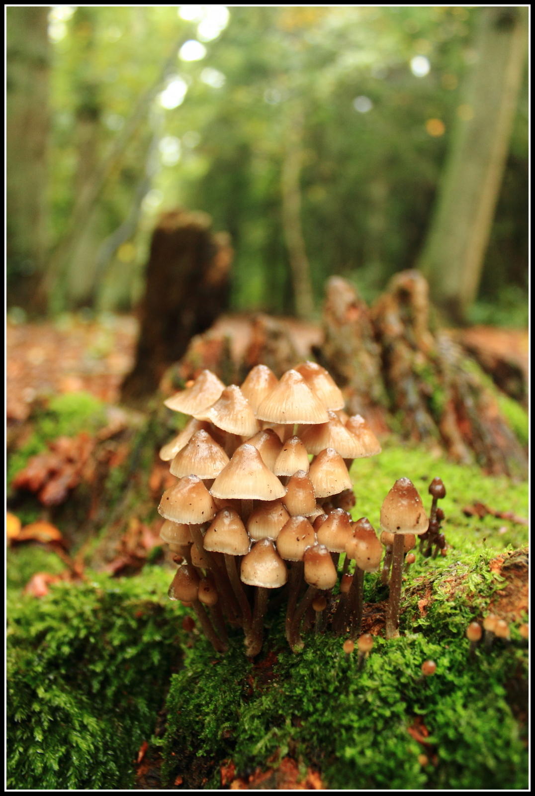 Herfst, ze schieten als paddenstoelen uit de grond.