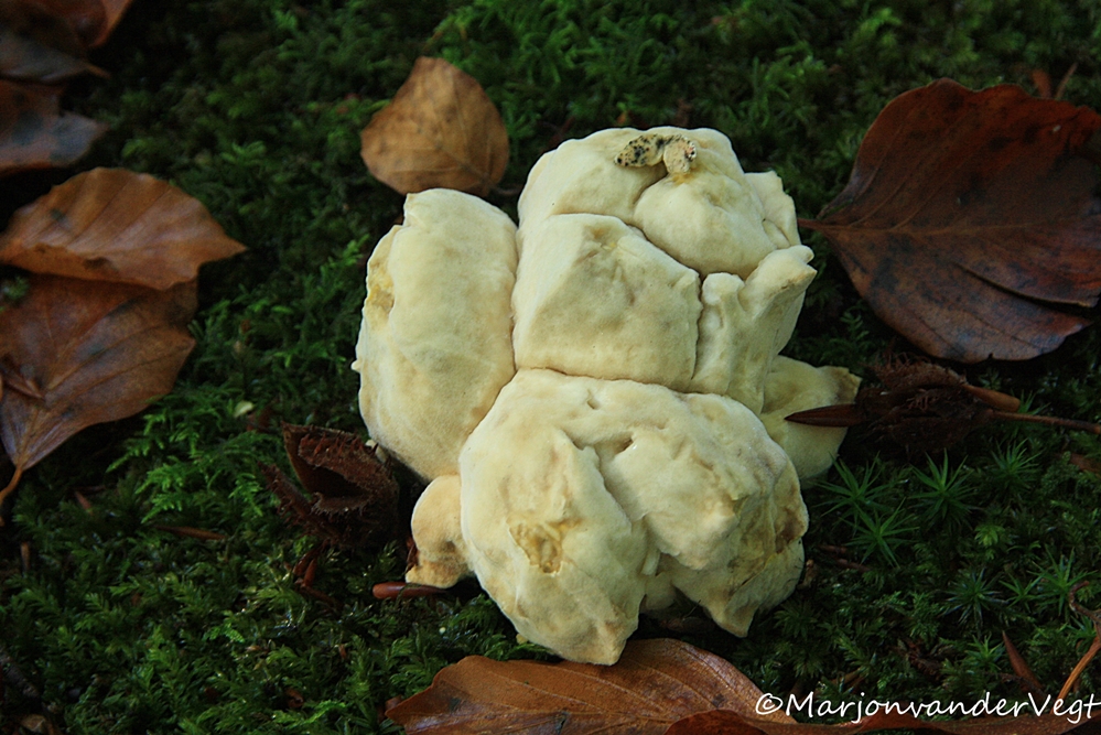 Onbekende soort in Clingendael