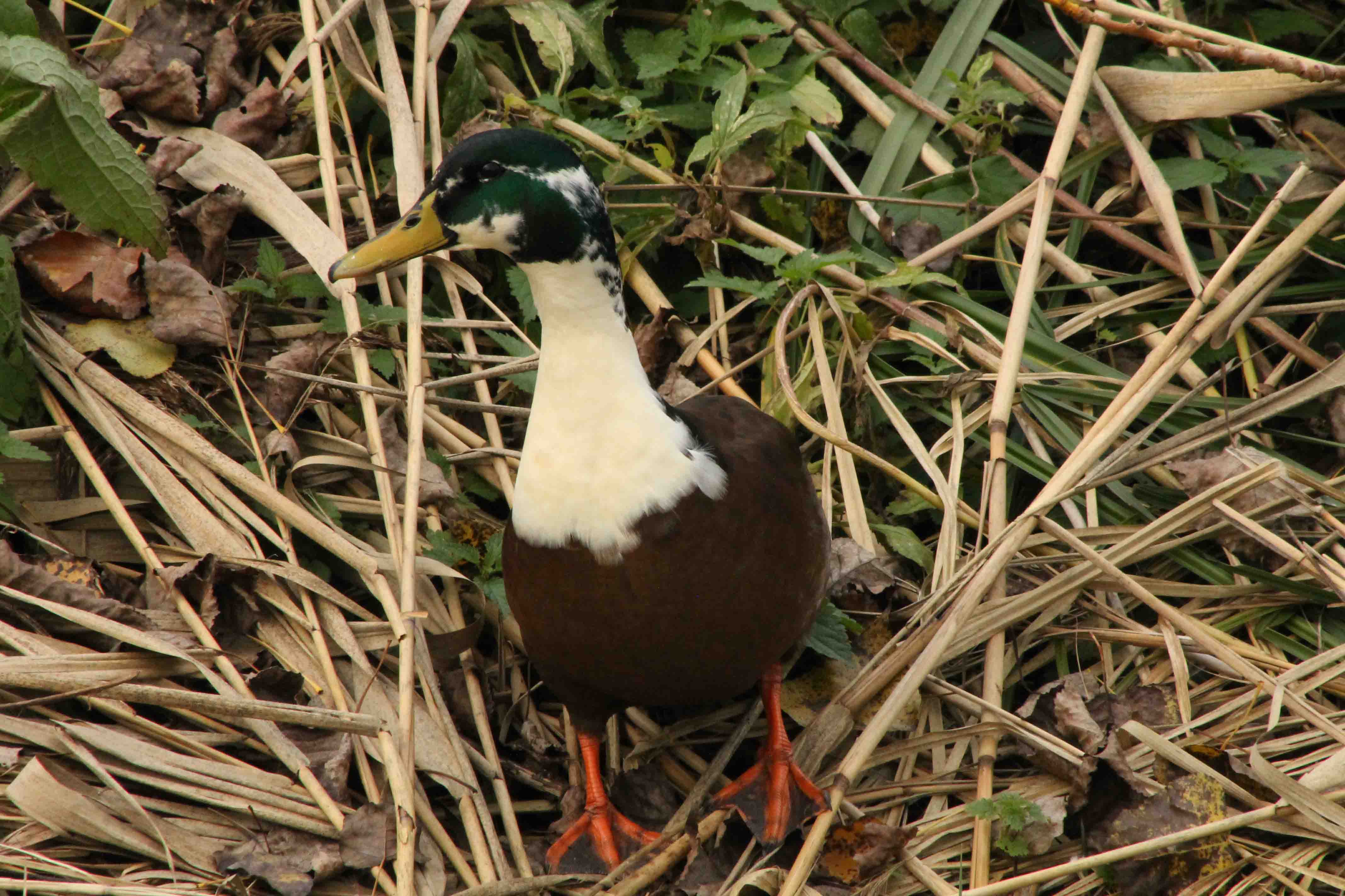 Wilde eend