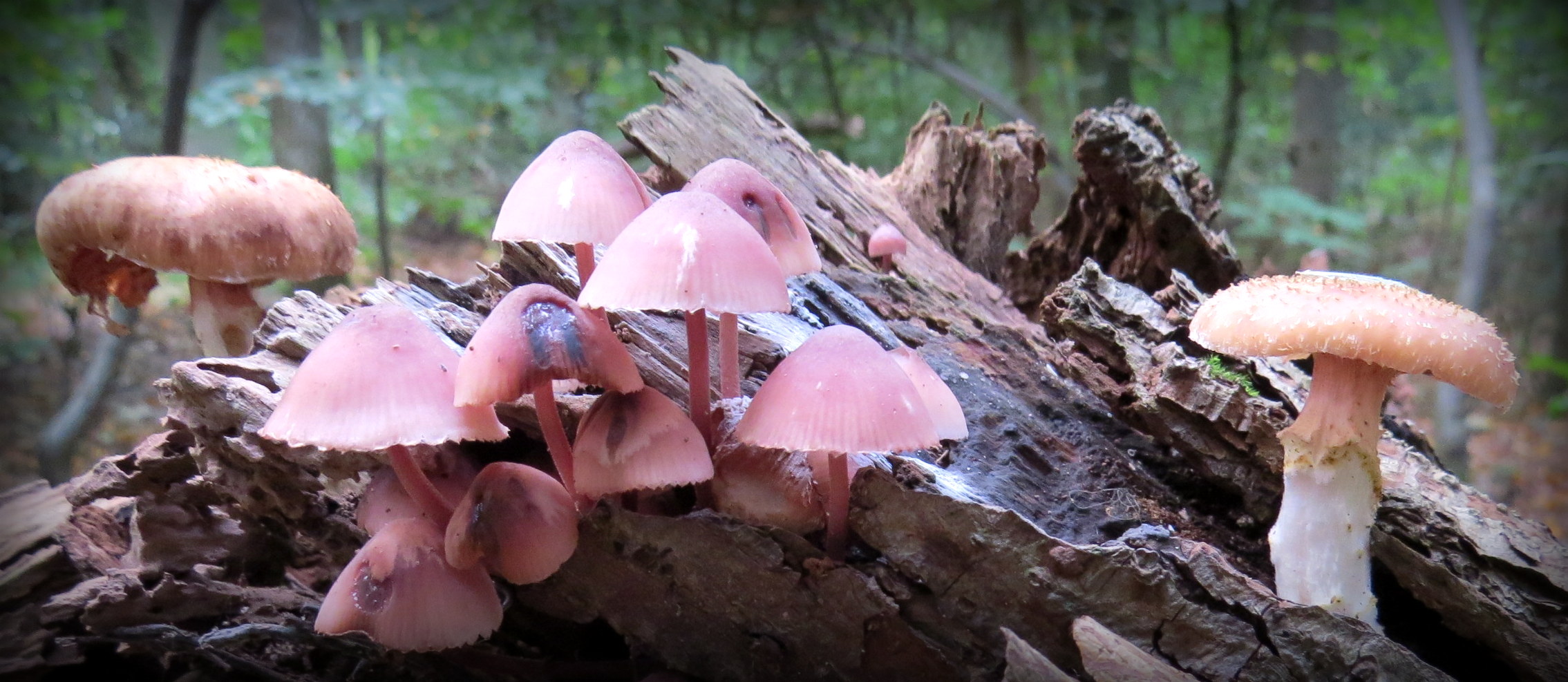 Met z'n allen op de stam