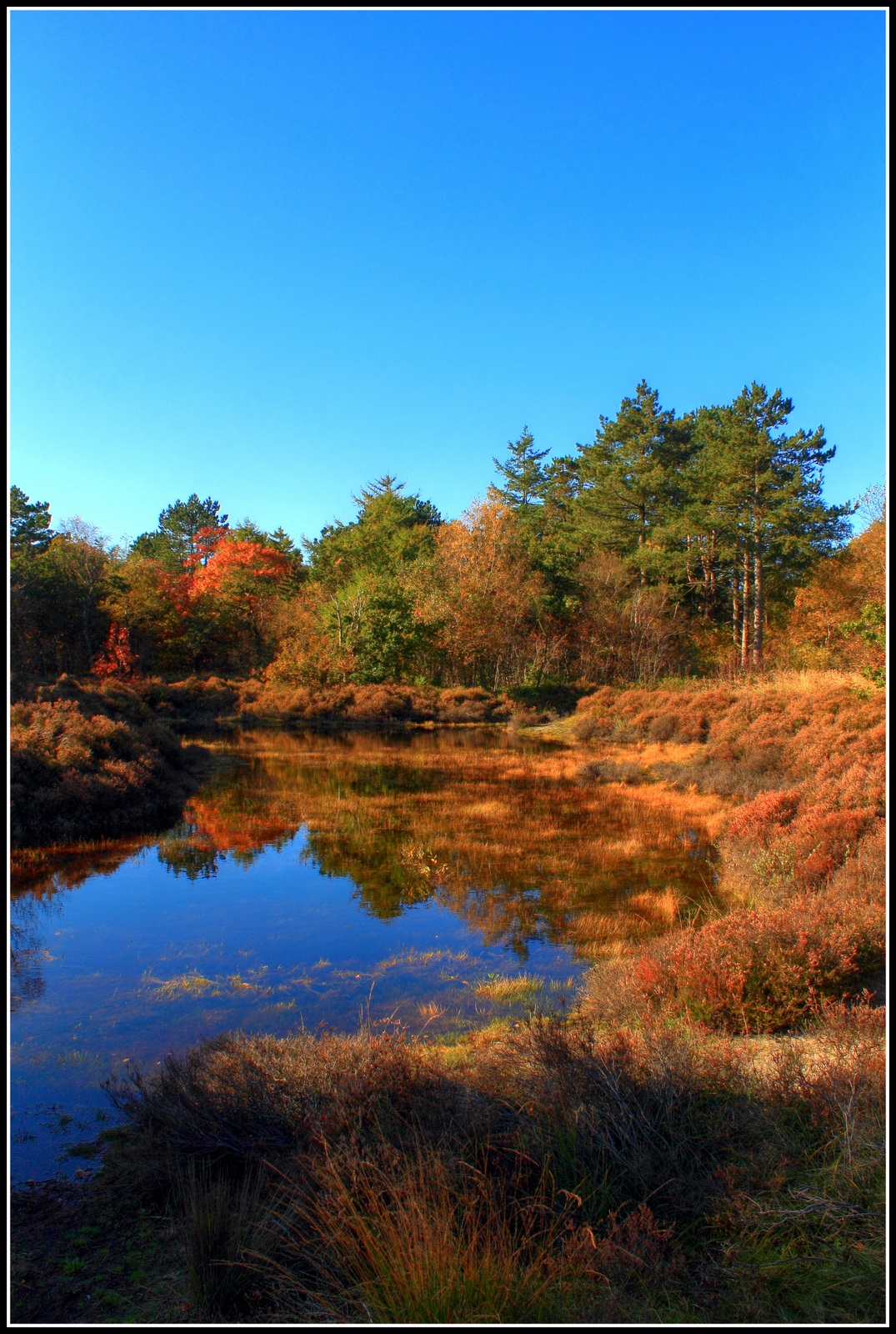 Het bos begint langzaam kleur te krijgen.