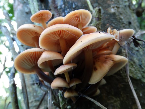 Paddenstoelen 2