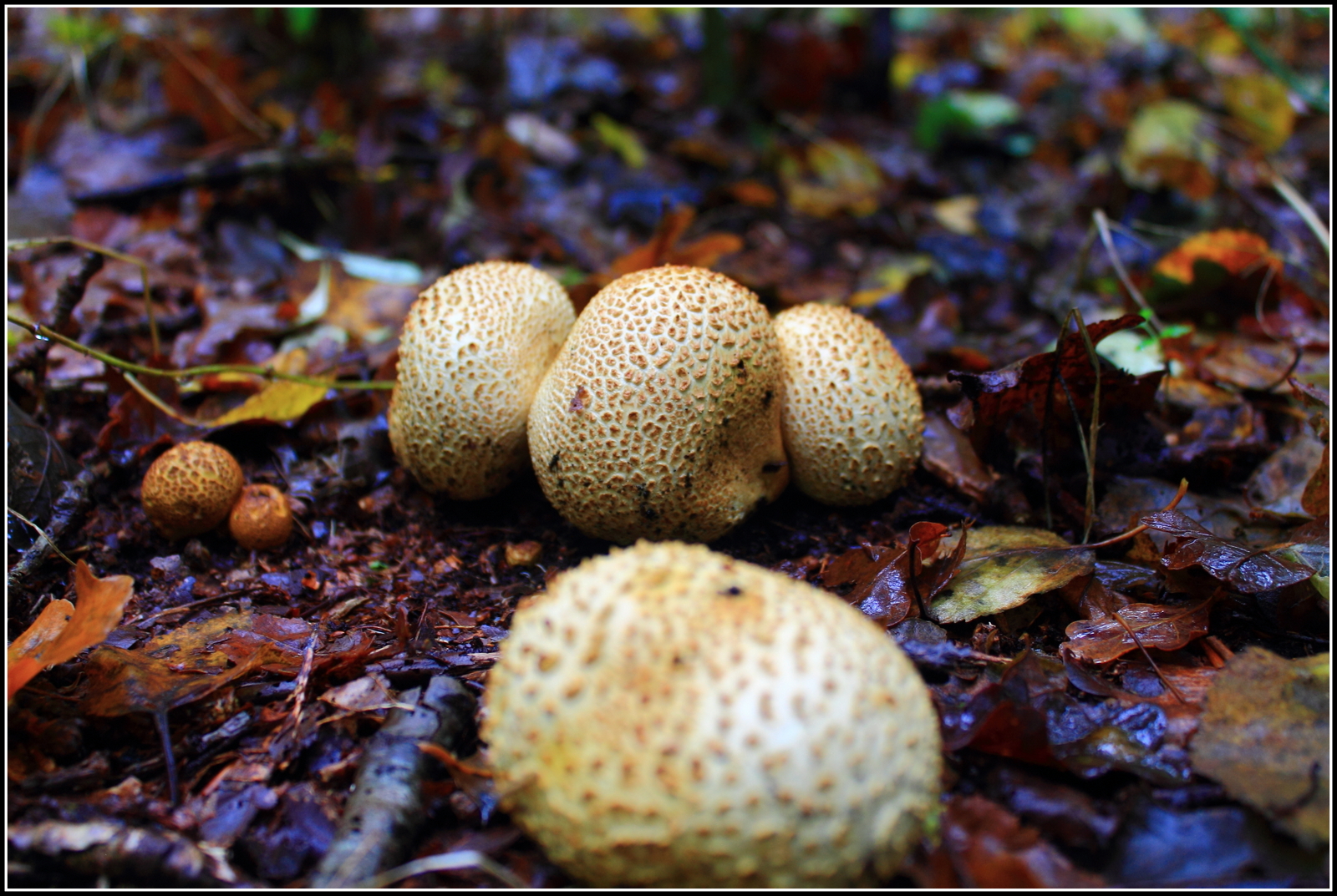 Herfst, ze schieten als paddenstoelen uit de grond.