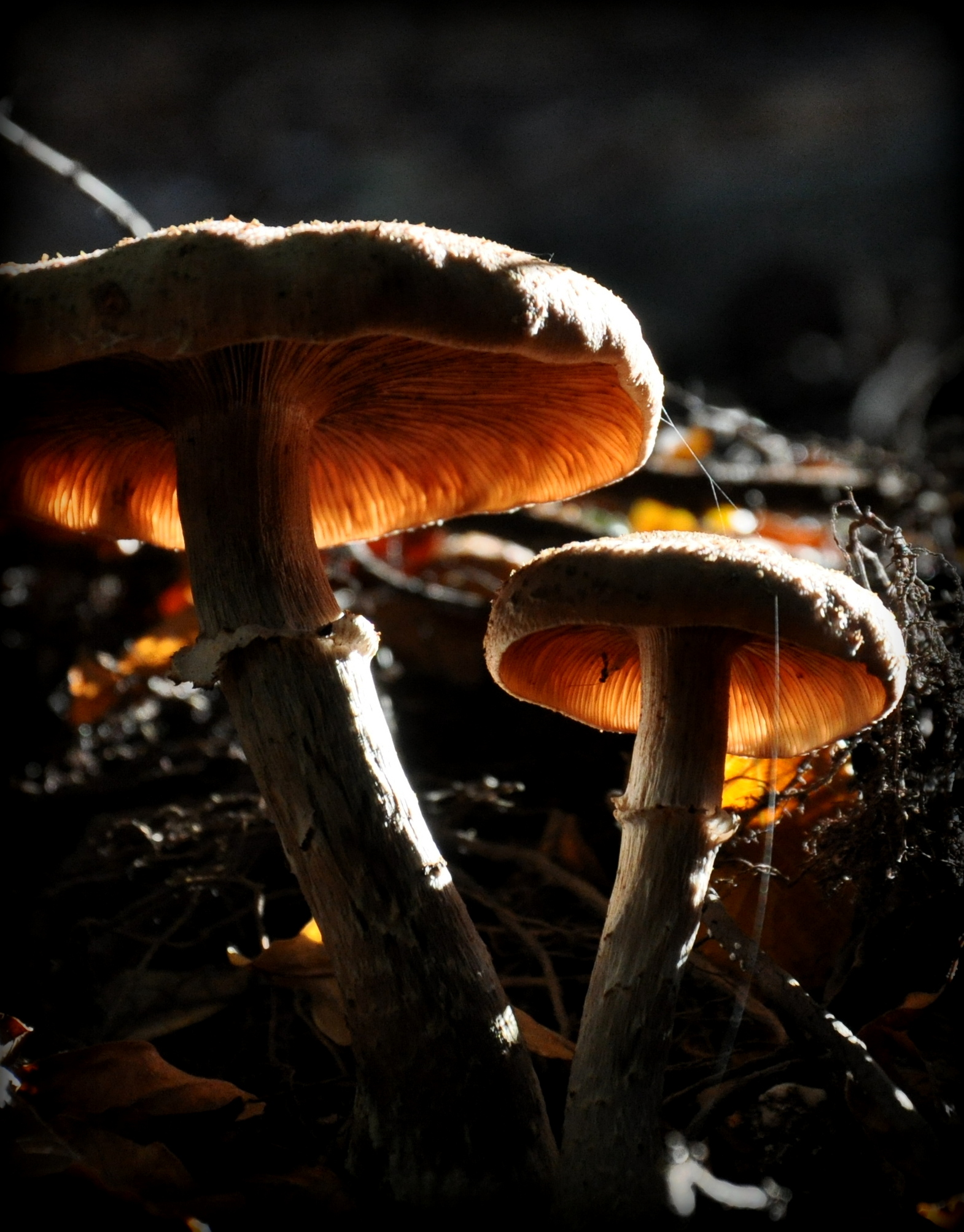 lampjes in het bos.