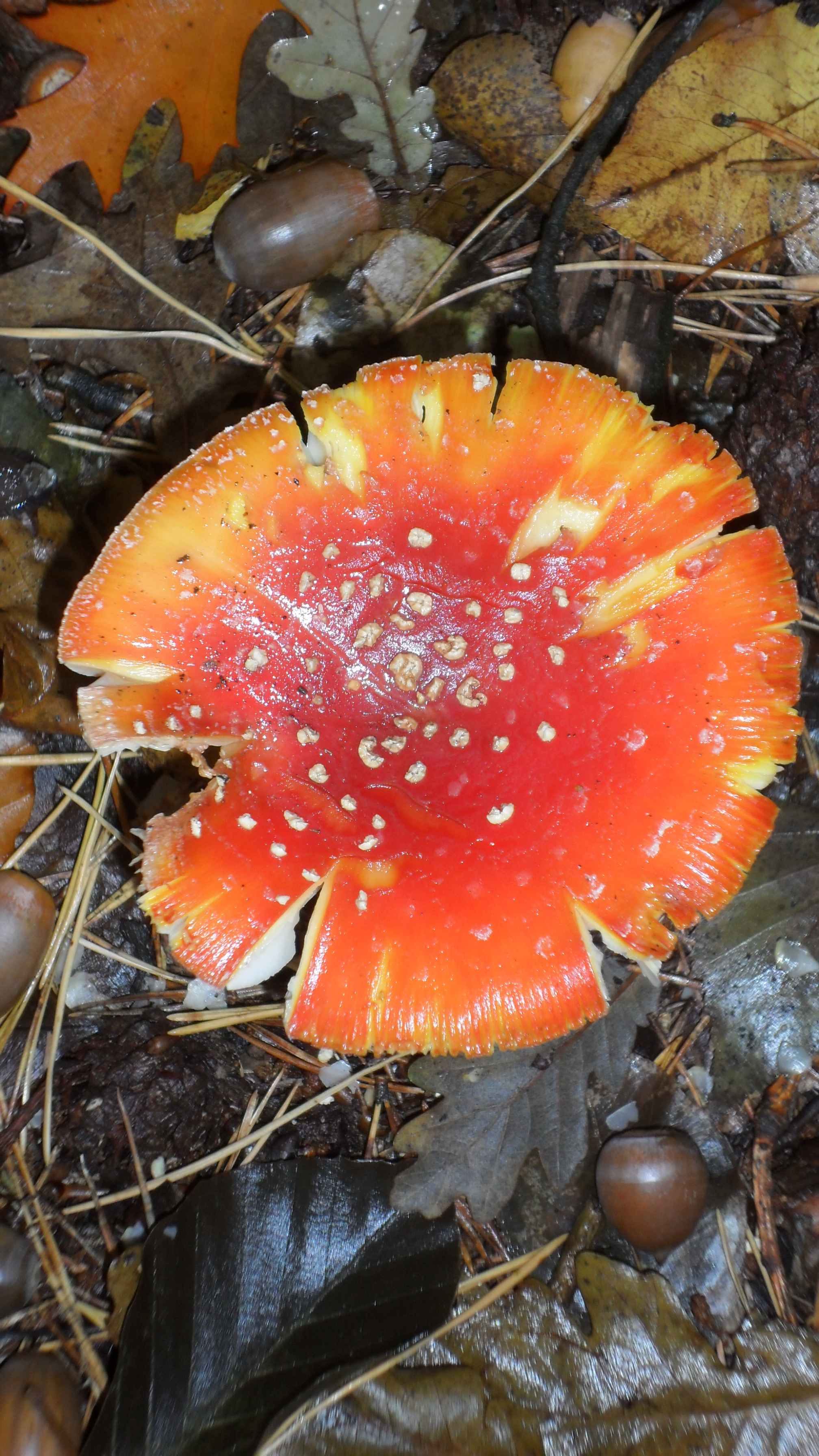 Rood  met .............