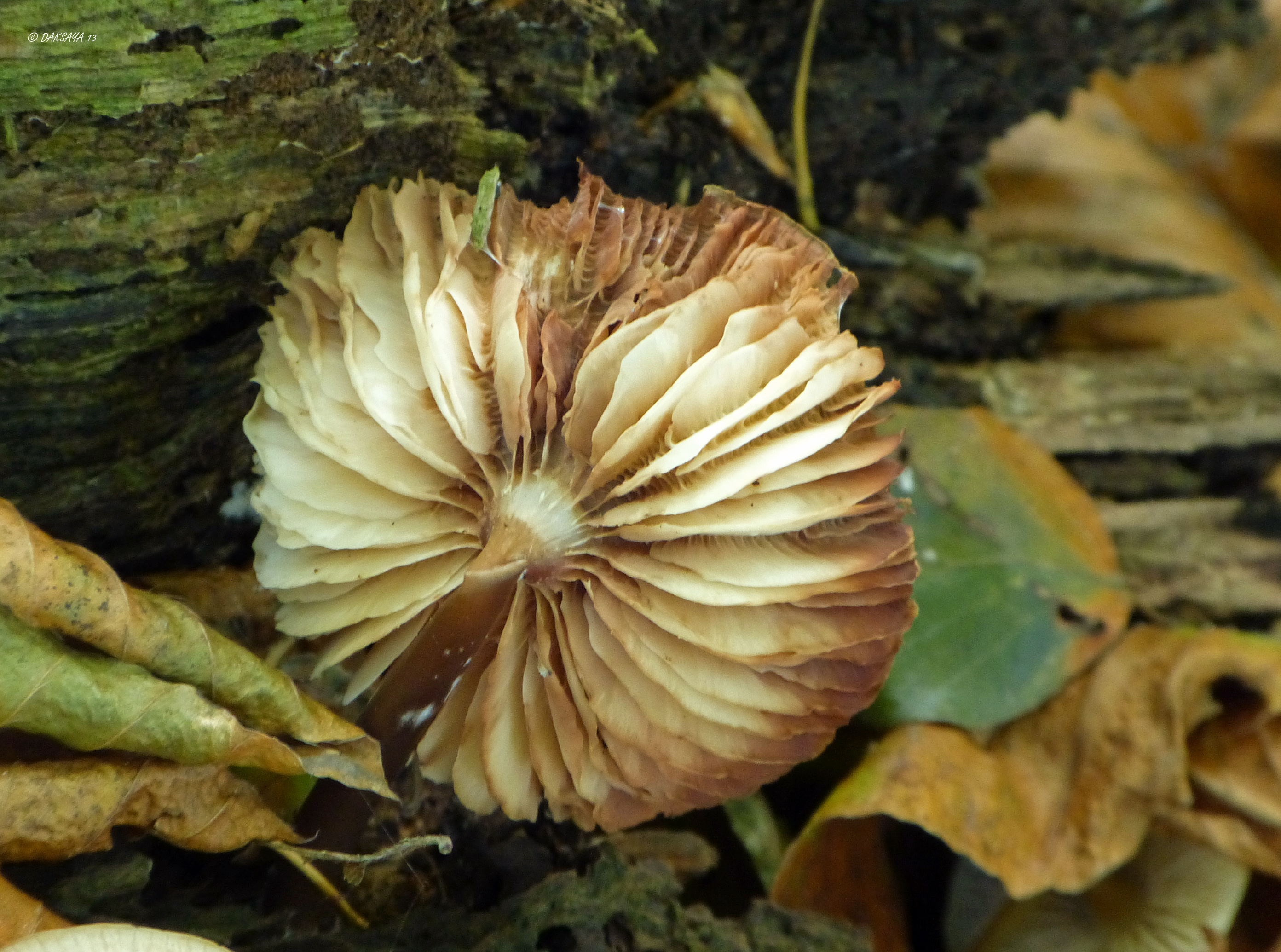 Verwelkte bloem?