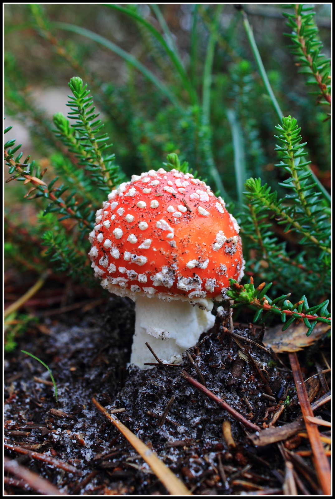 Herfst, ze schieten als paddenstoelen uit de grond