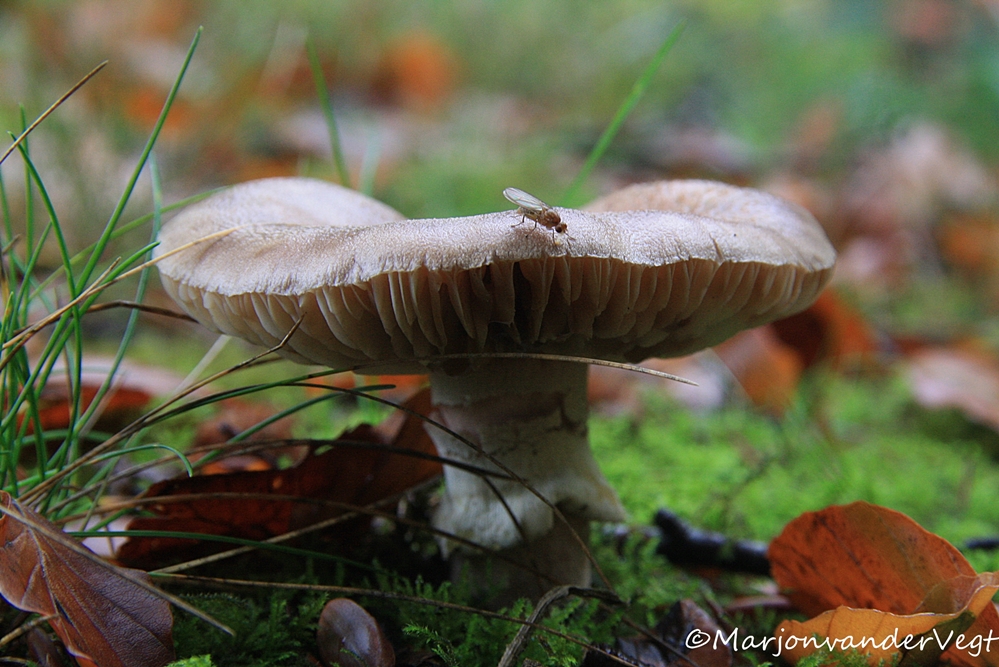 Weet niet wat voor eentje dit is...