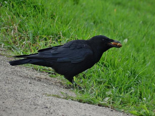 Zwarte kraai