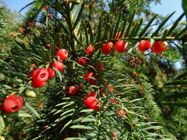 Taxus