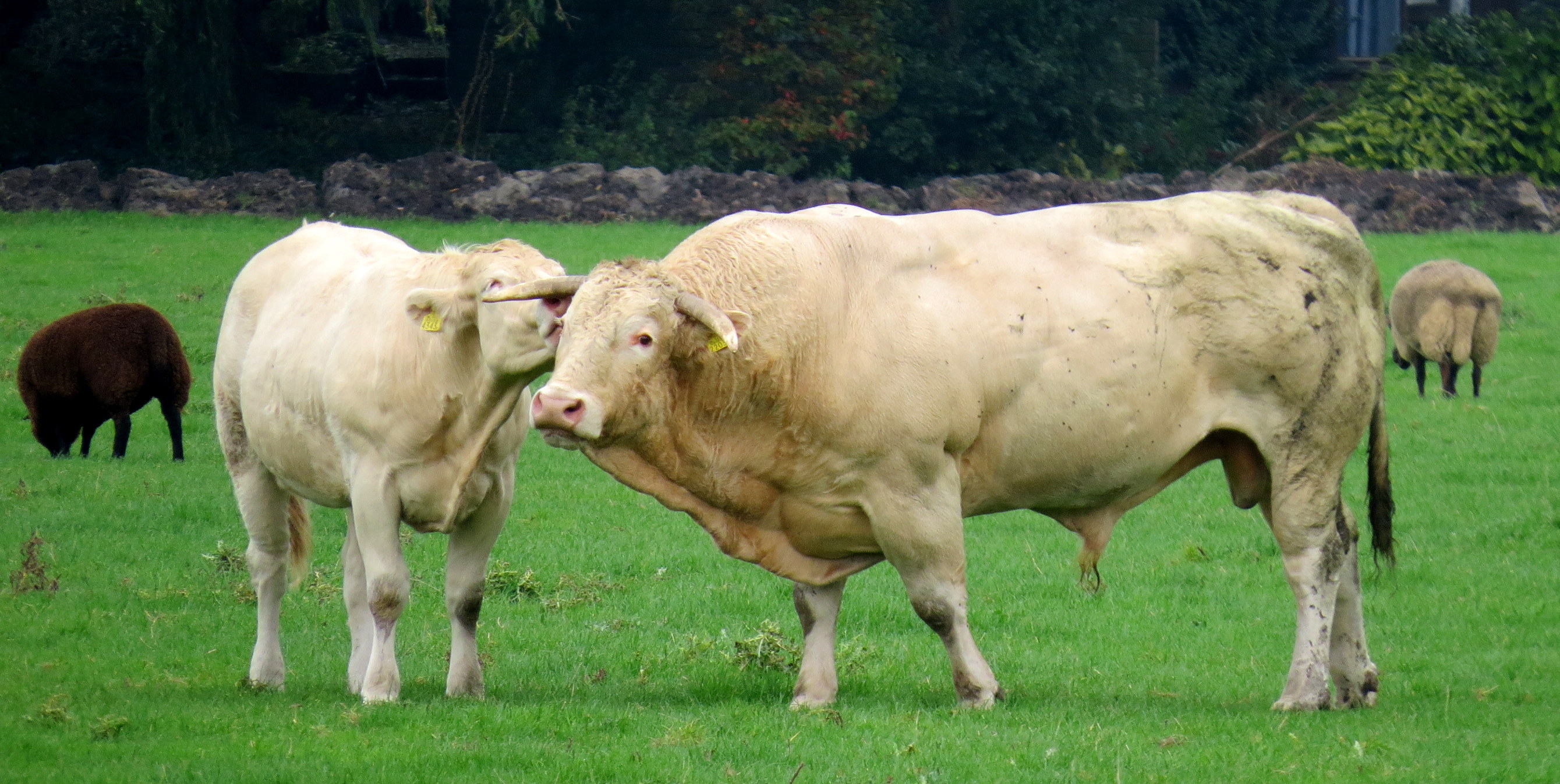 Psst..moet je horen...