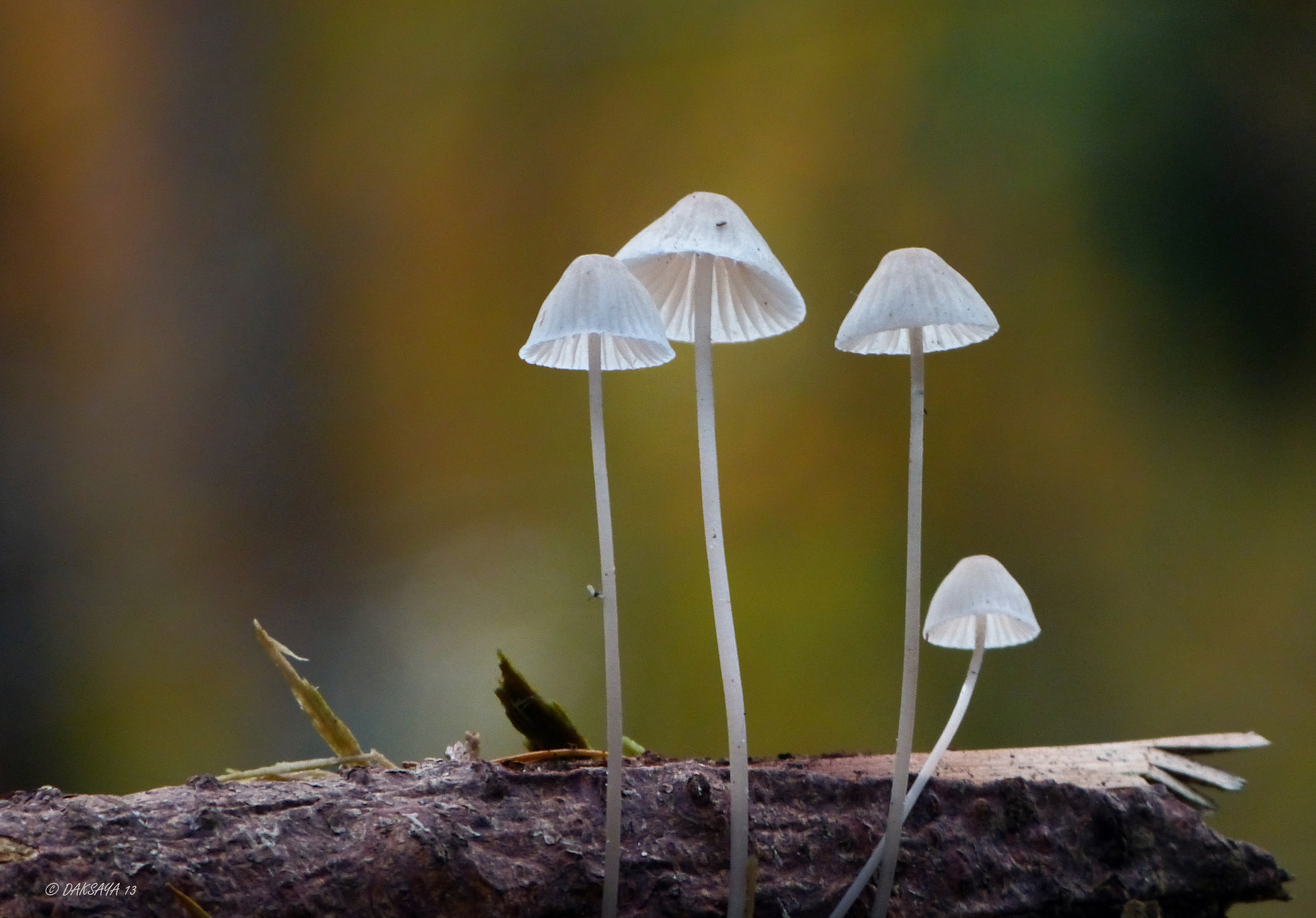 Mycena op boomstam