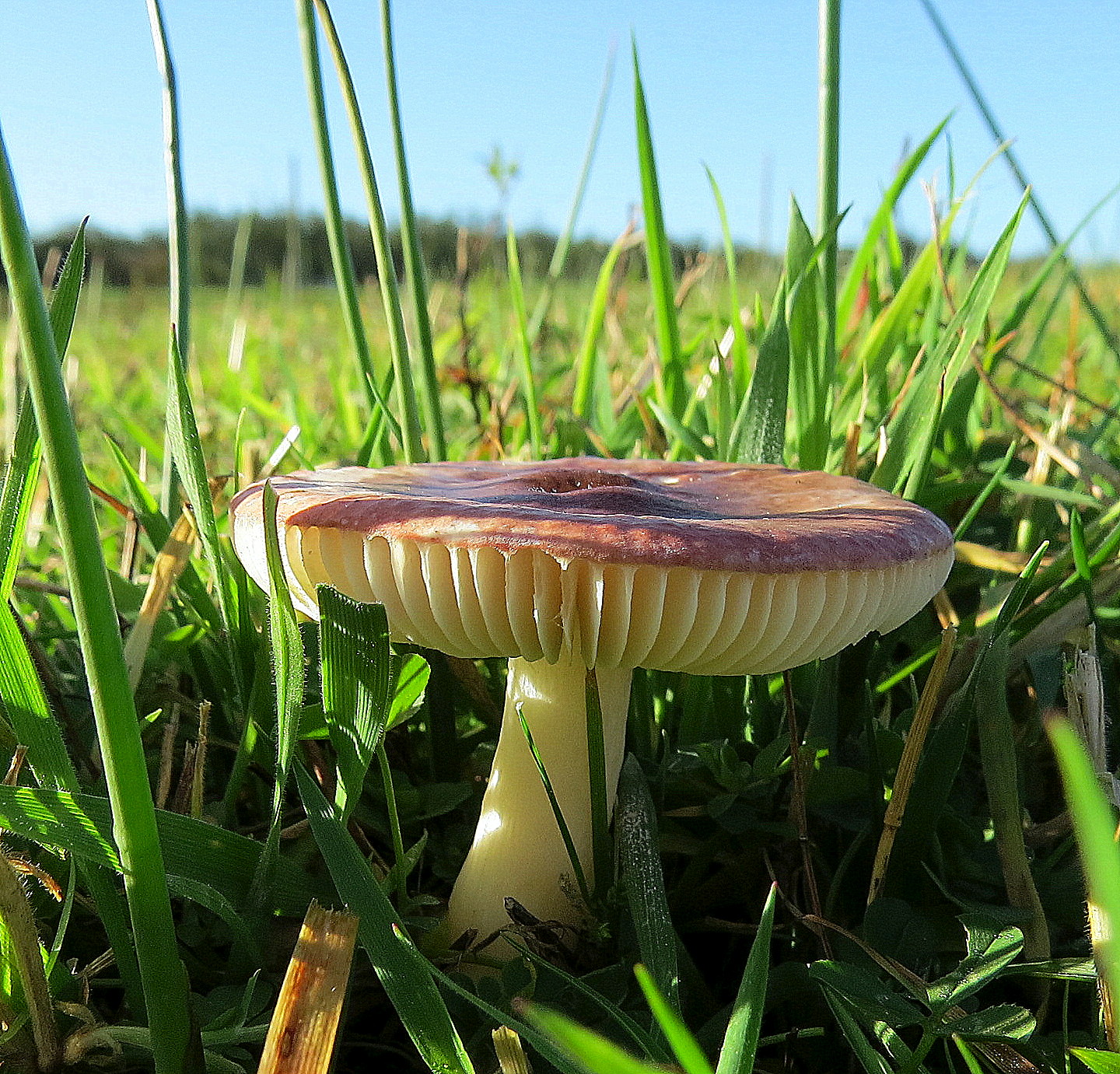 Russula