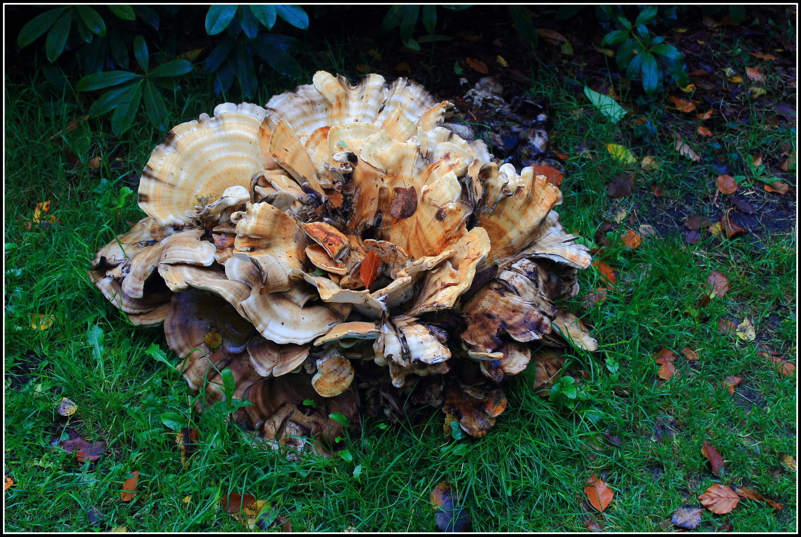 Herfst, ze schieten als paddenstoelen uit de grond