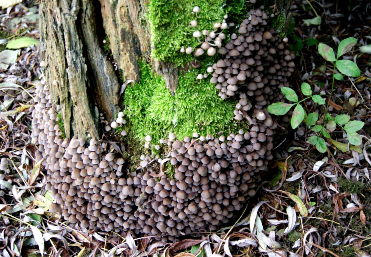 kleine paddestoeltjes op boom