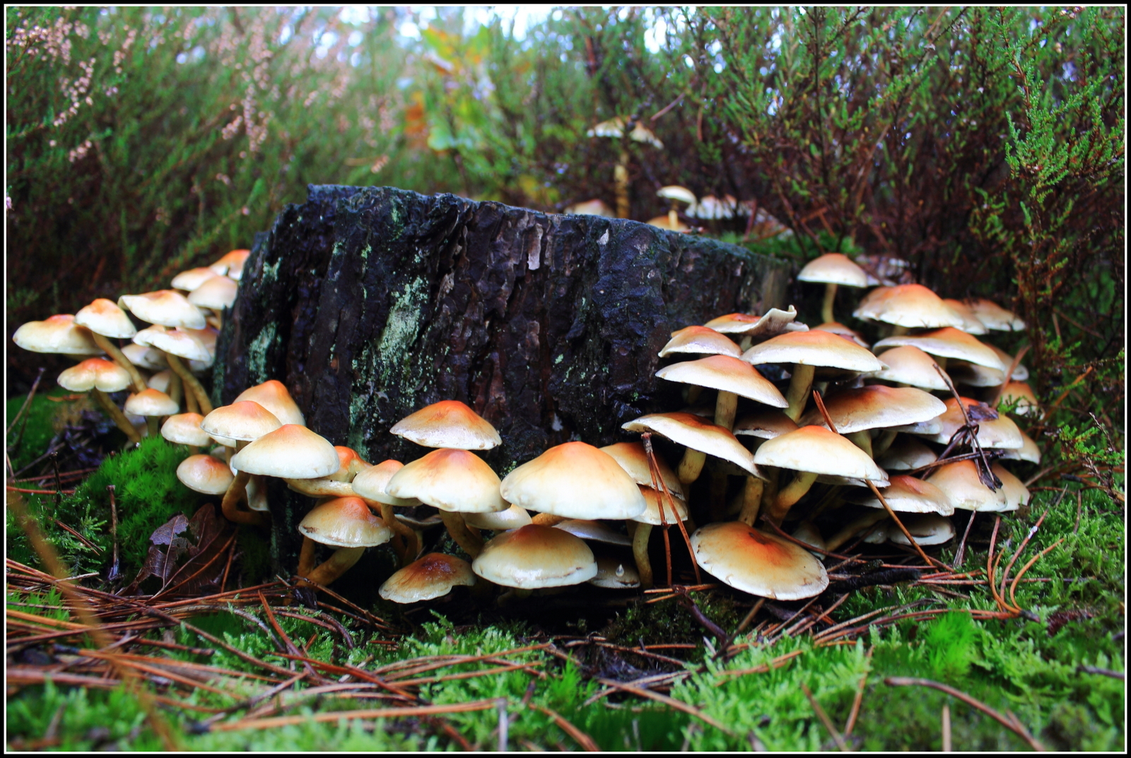 Herfst, ze schieten als paddenstoelen uit de grond