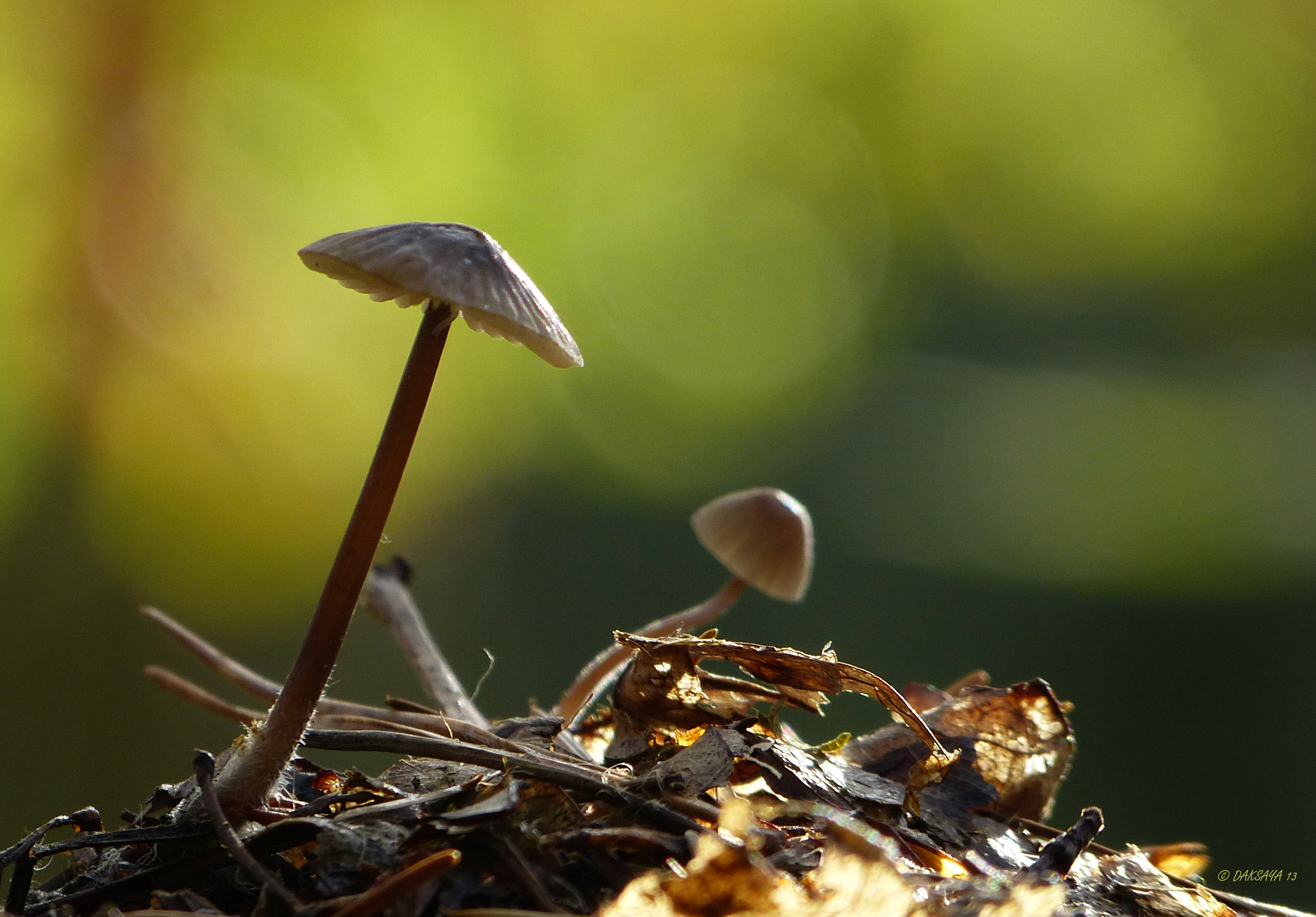 Mycena's